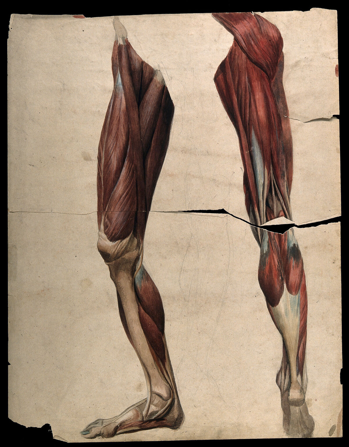 Muscles and tendons of the legs and feet, front and back views: two écorché figures. Watercolour, 18--(?). — Artiste inconnu