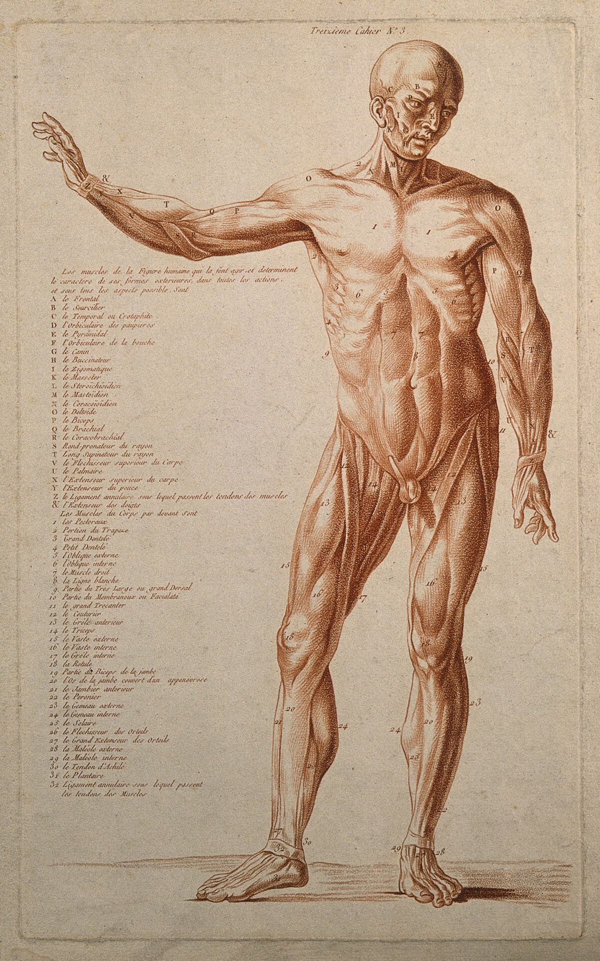 An écorché with right arm raised, seen from the front. Crayon manner print, ca. 1790. — Artiste inconnu