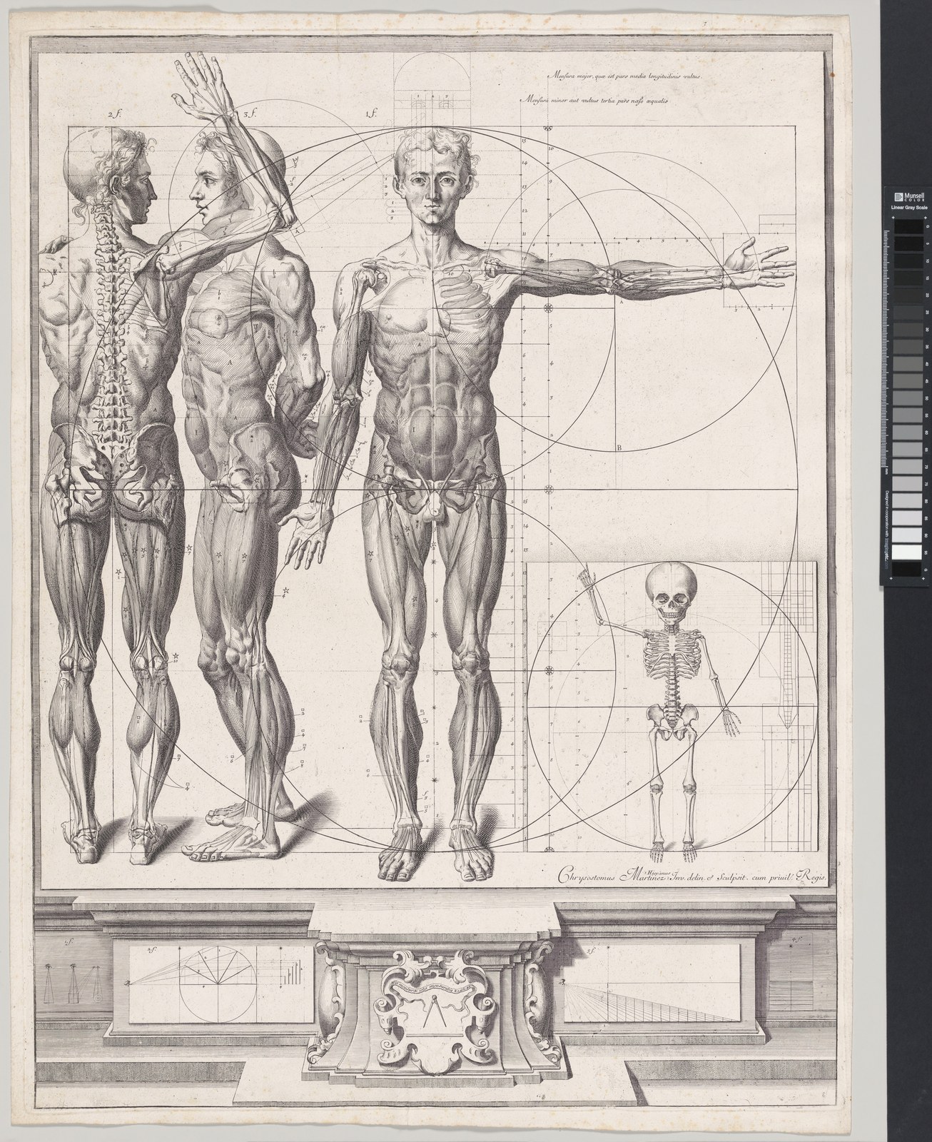 Plate for the ‘Atlas Anatomico’ (unpublished) — Crisóstomo Alejandrino José Martínez y Sorli