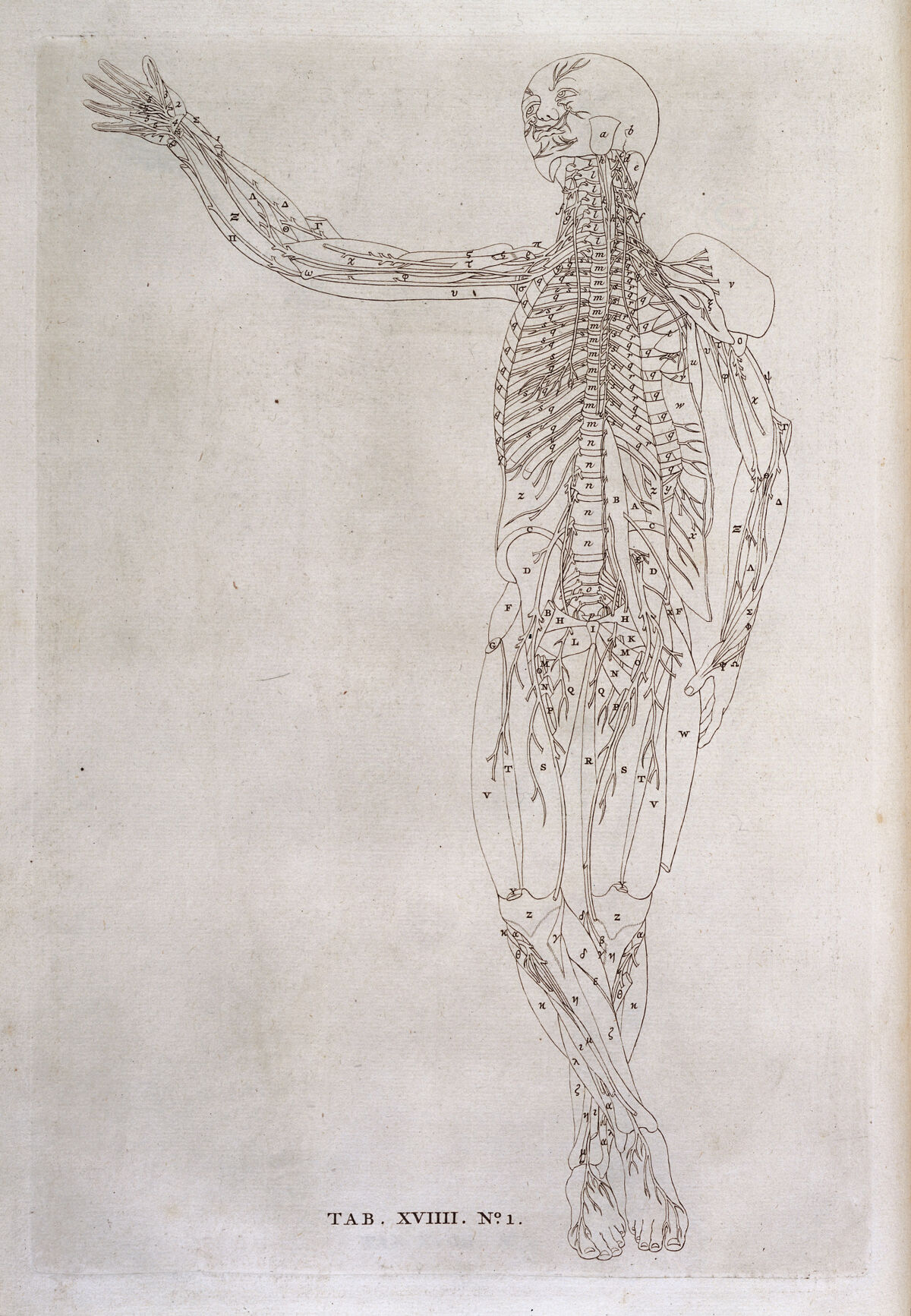 Tab. XVIIII No. 1. Annotated standing ecorche. — Unbekannter Künstler