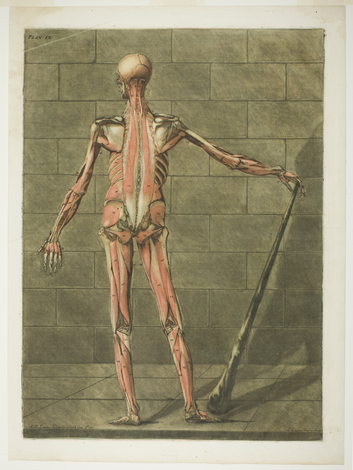 Posterior View of Muscle Man, plate nine from Myologie complete — Arnauld Éloi Gautier d'Agoty