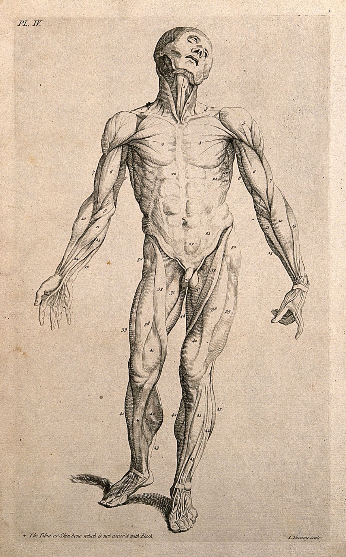 An écorché figure seen from the front. Line engraving by J. Tinney, after A. Vesalius, 1743. — Artista ignoto