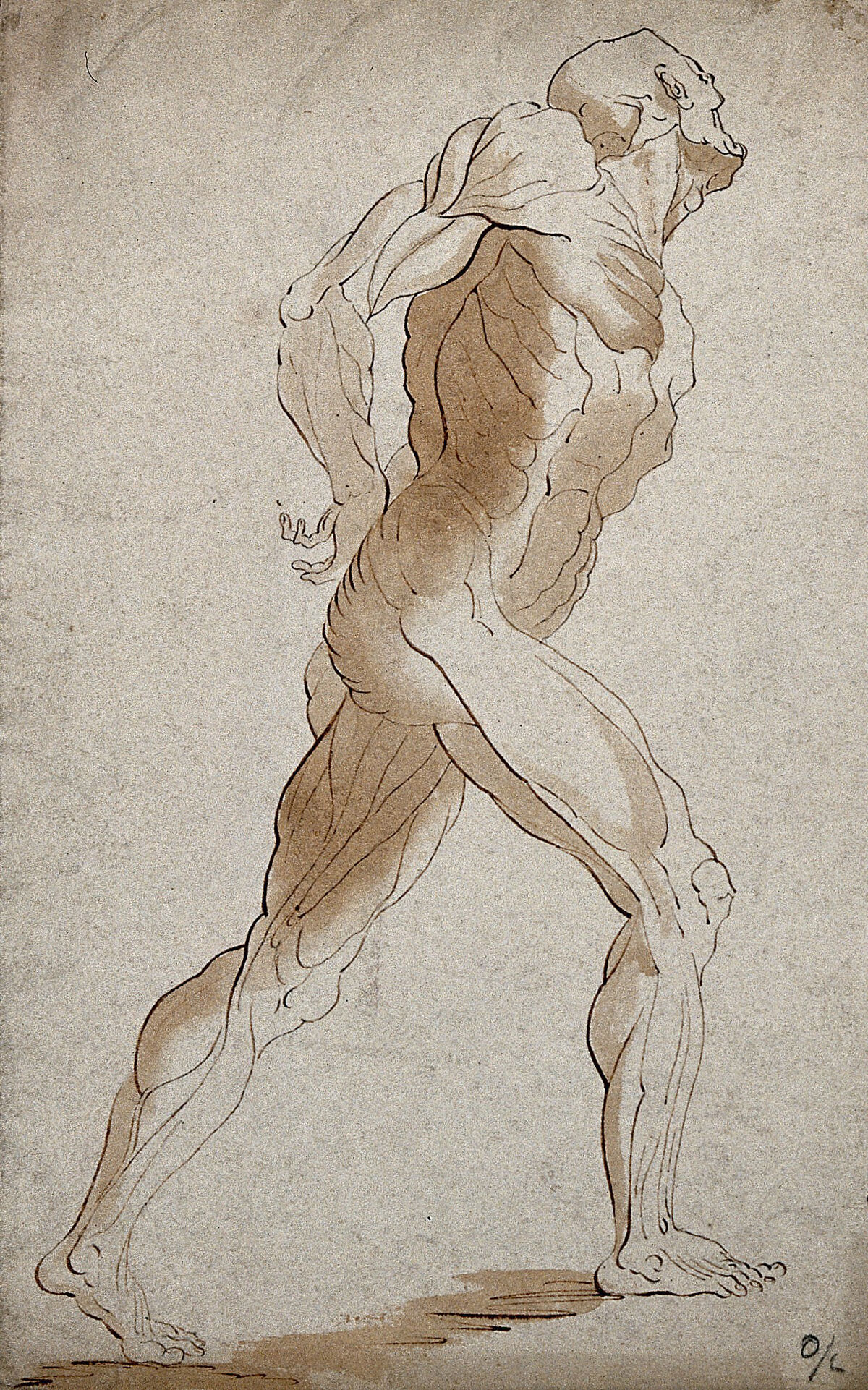 An écorché male figure, lateral view seen from the right. Pen and ink drawing. — Artista ignoto