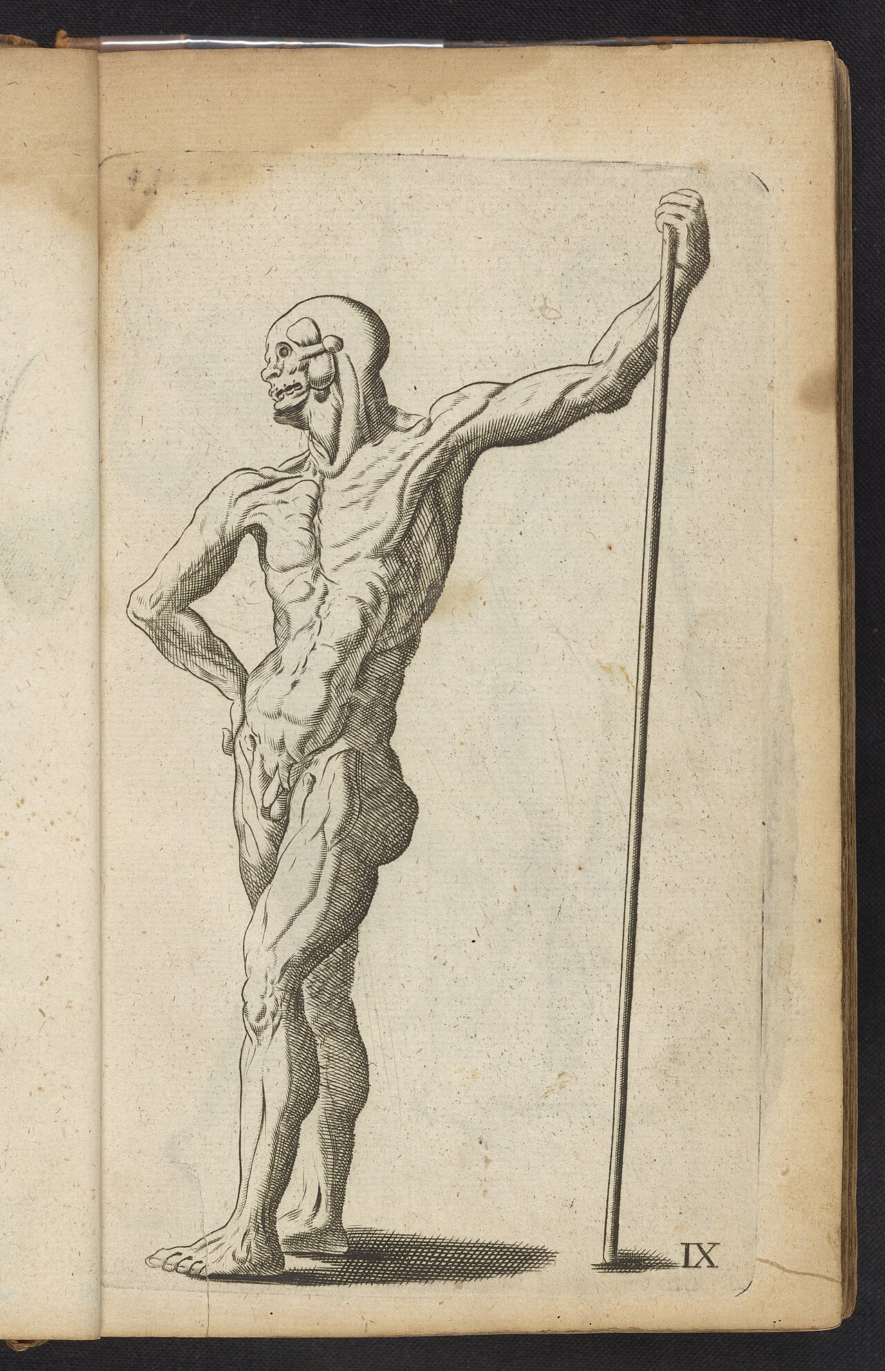 Plate IX- Artist study of anatomical male standing - DPLA - 7904a4a629dacb8f29d2545fd75a4bc2 — Salmon, William, 1644-1713