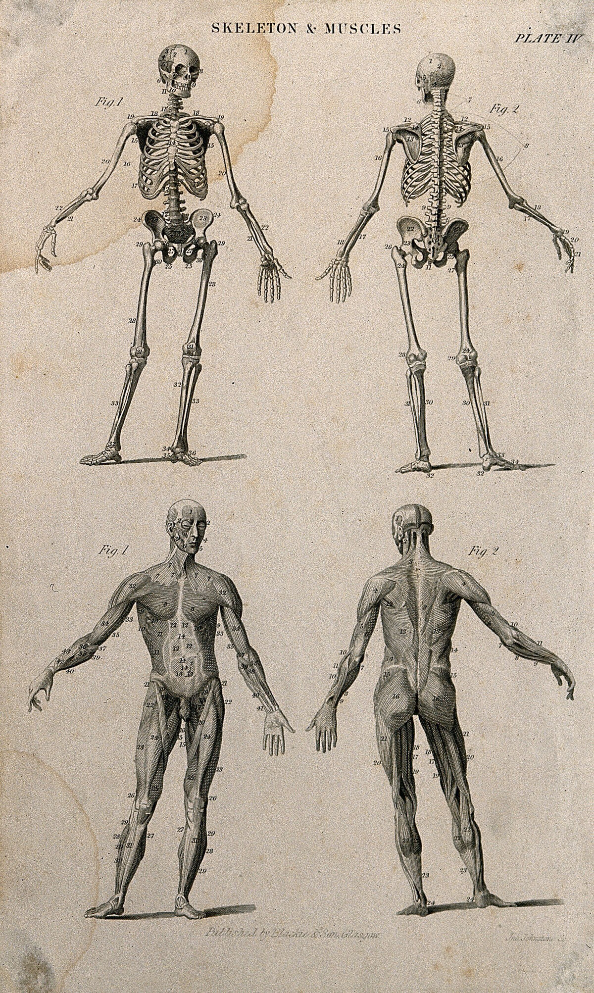Two skeletons and two écorché figures. Engraving by J. Johnstone, after Albinus, 1830/1850 (?). — Artista ignoto