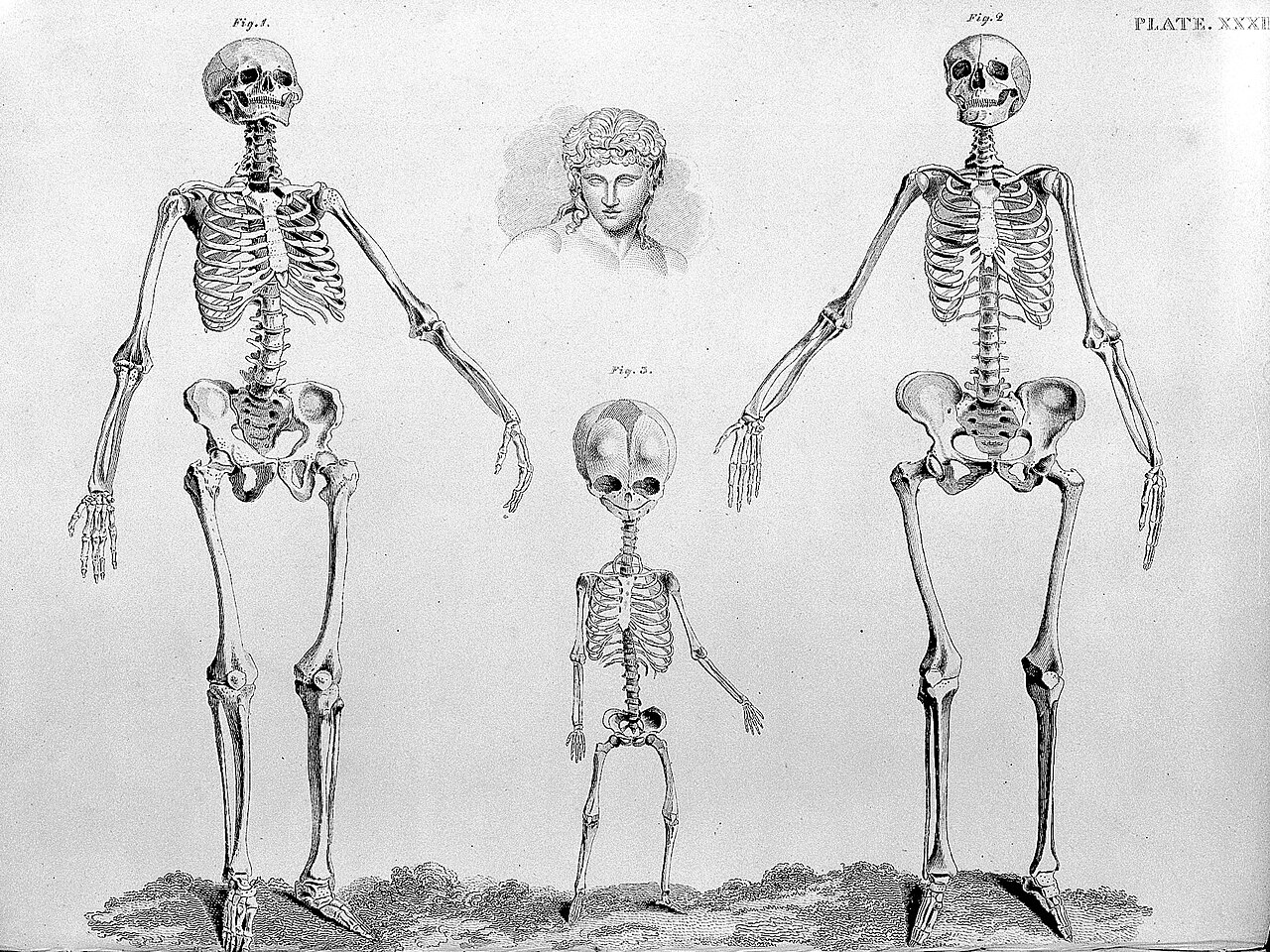 Barclay, J., The Anatomy of the bones... Wellcome L0028782 — Artiste inconnu