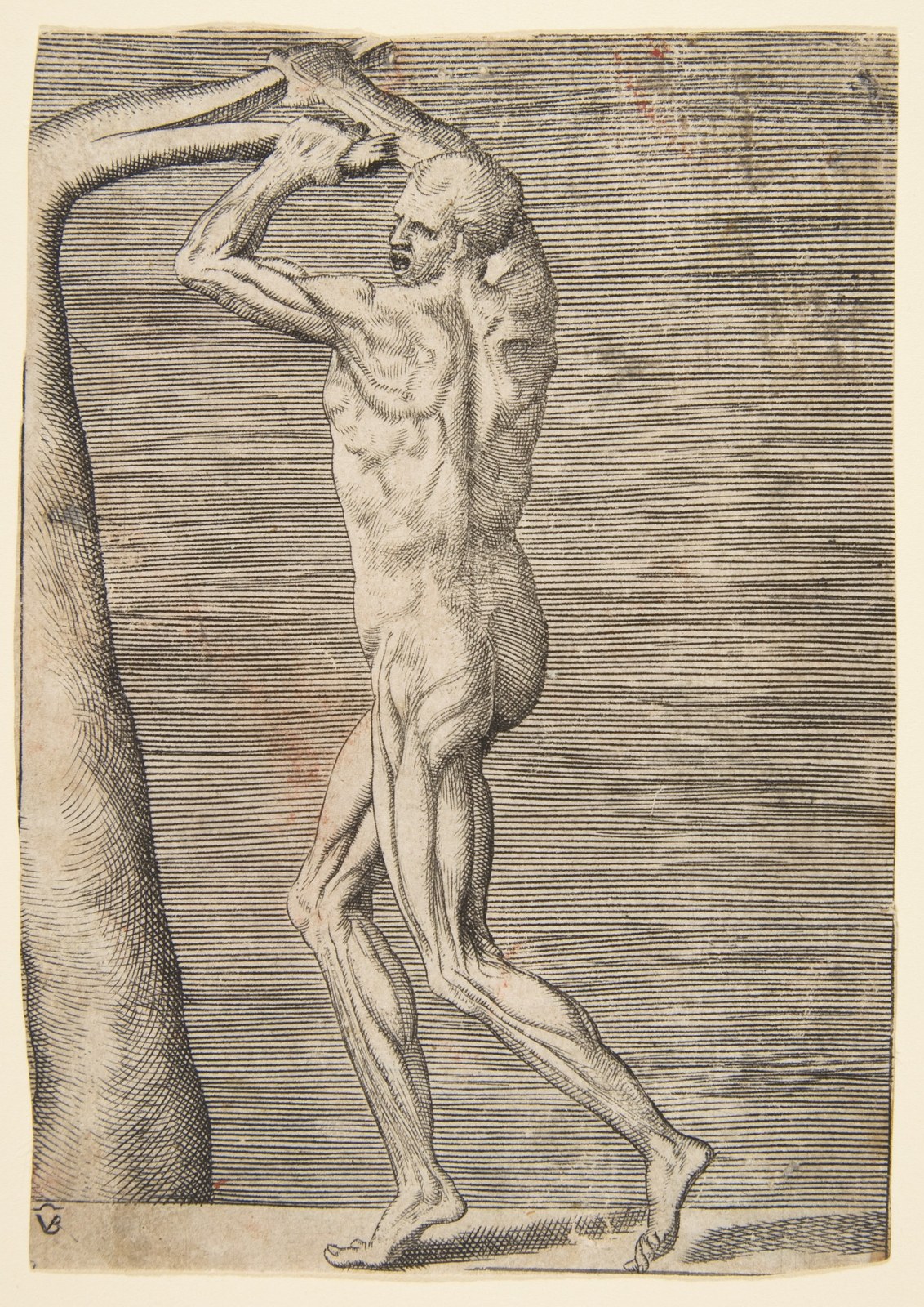 Flayed man holding the branch of a tree — Giulio Bonasone