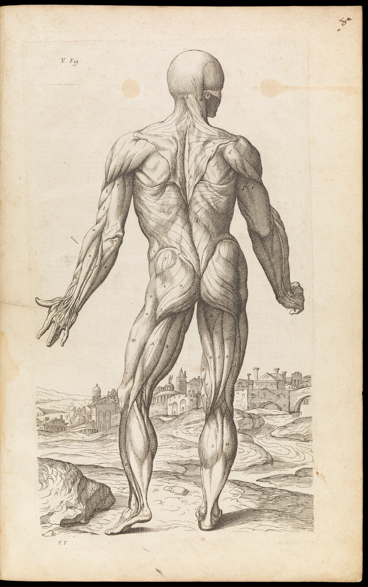 Ecorche figure. Abregé d'anatomie, accommodé aux arts — Artista ignoto