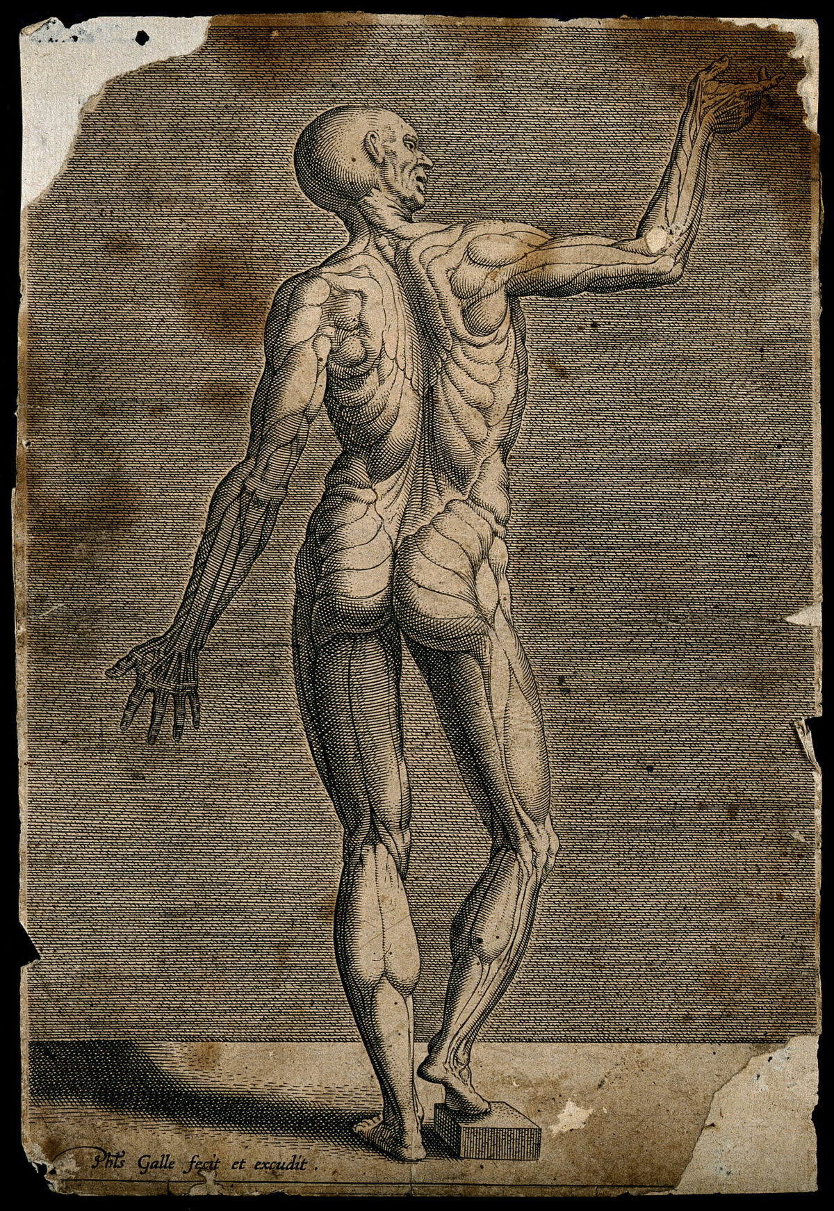 An écorché, seen from the back. Engraving by Philip Galle. — Artiste inconnu