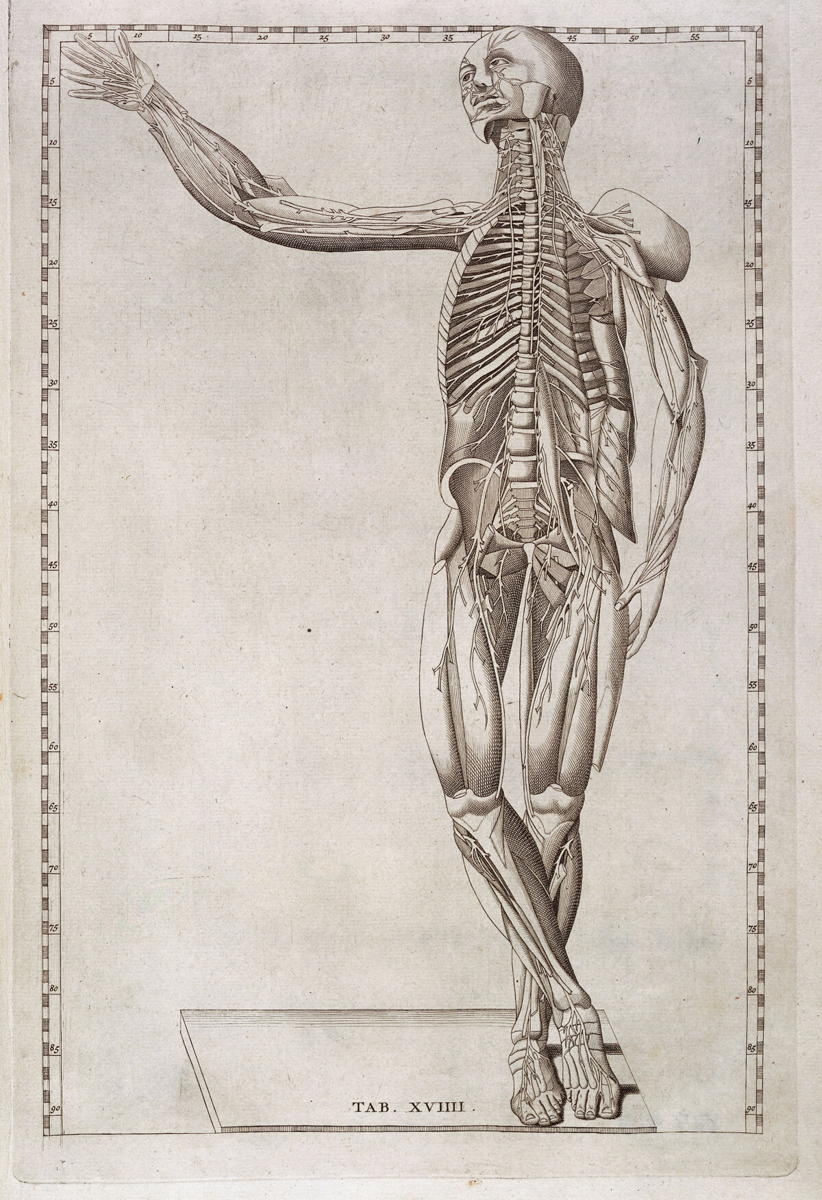 Tab. XVIII, standing ecorche — Artista ignoto
