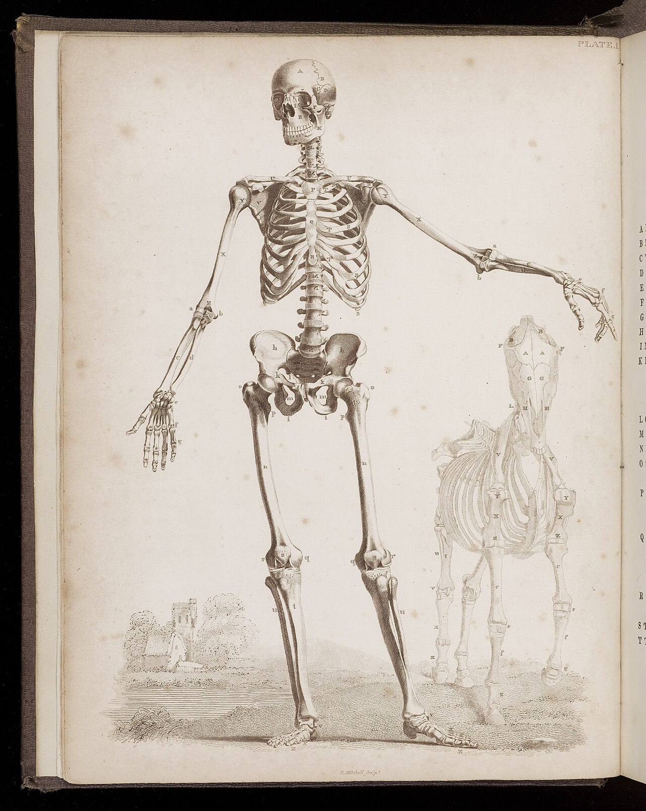 Male skeleton with horse Wellcome L0048590 — Bernhard Siegfried Albinus / George Stubbs