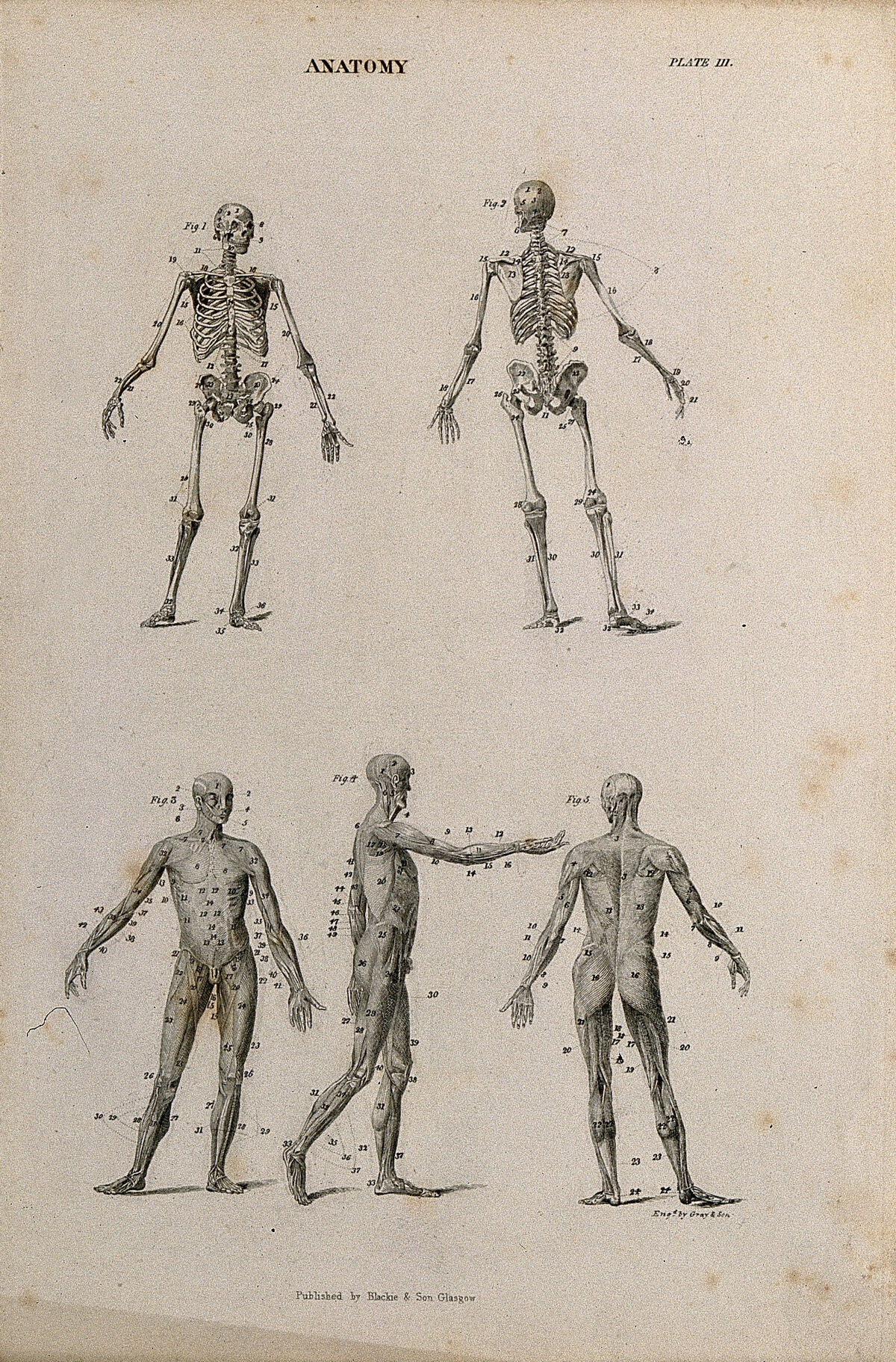 Two skeletons and three écorché figures. Engraving by Gray & Son, after Albinus, 1830/1850 (?). — Artista ignoto