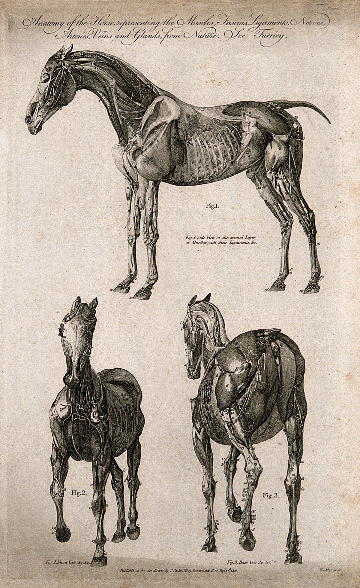 Écorché horse: three views. Line engraving by J. Wooding, 1790. — Artiste inconnu
