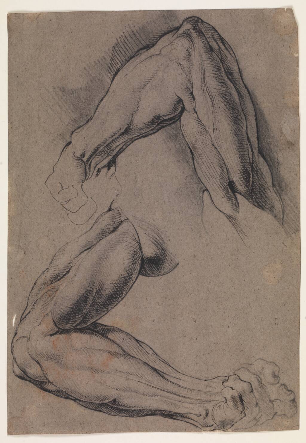 Anatomisk studie (écorché). To studier af en mands flåede, venstre arm — Willem Panneels