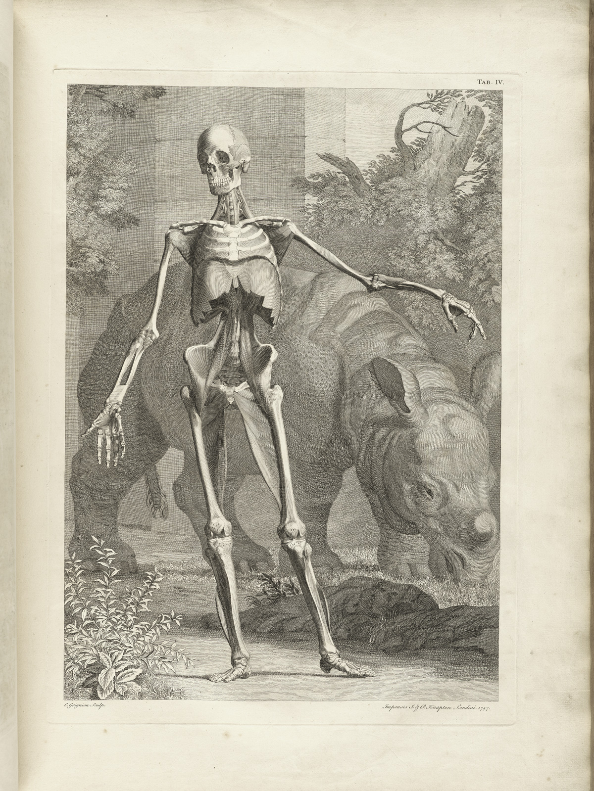 Albinus t04 — Bernhard Seigfried Albinus