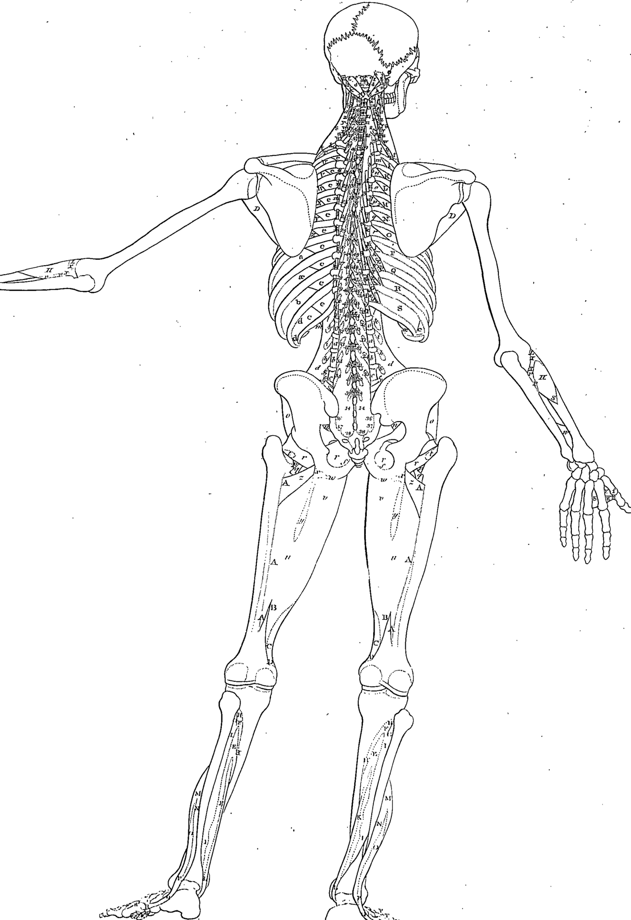 Tables of the skeleton and muscles of the human body, by Bernard Siegfried Albinus Fleuron T099015-24 — Albinus, Bernhard Siegfried