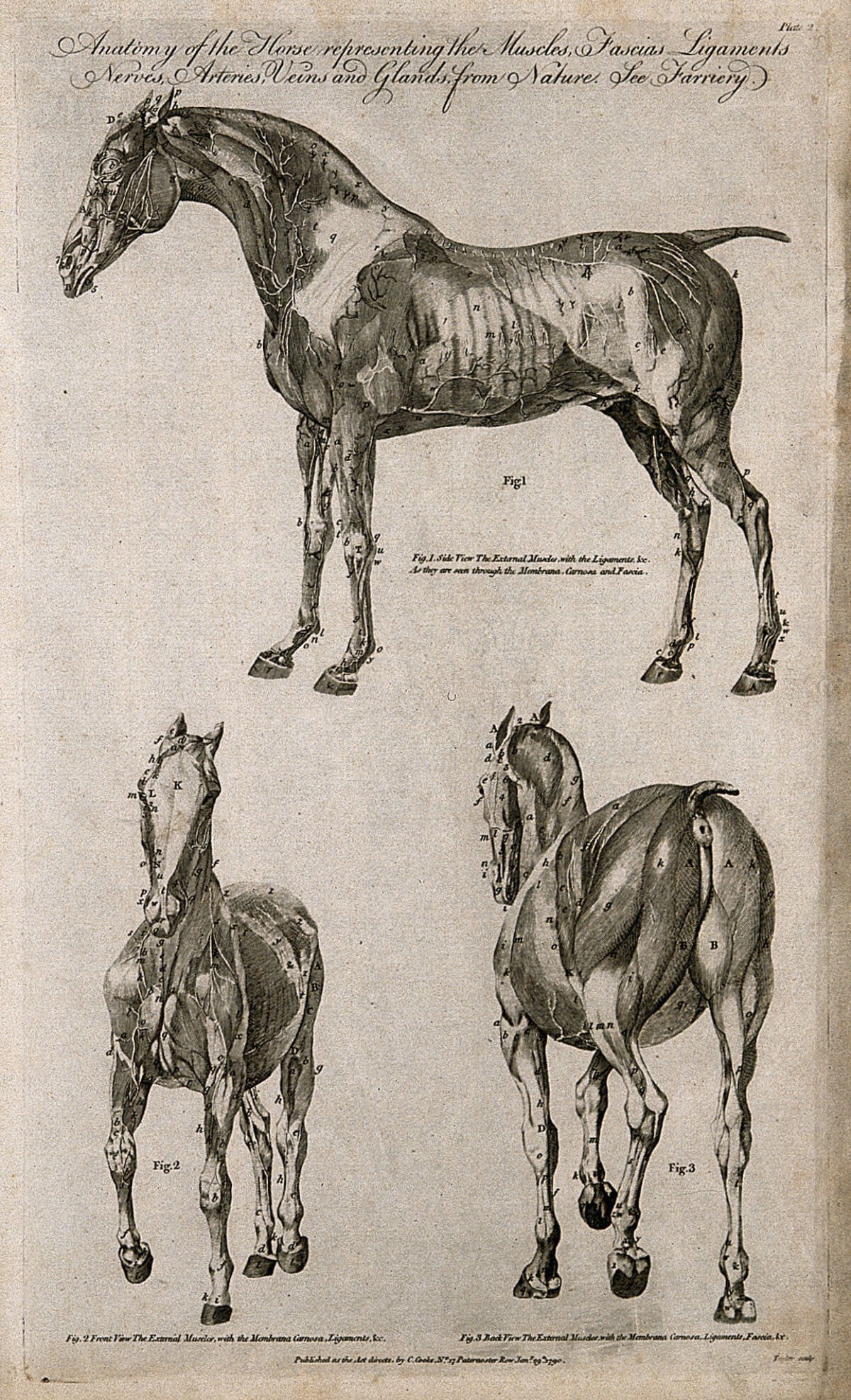 Écorché horse: three views. Line engraving by Taylor, 1790. — Unbekannter Künstler