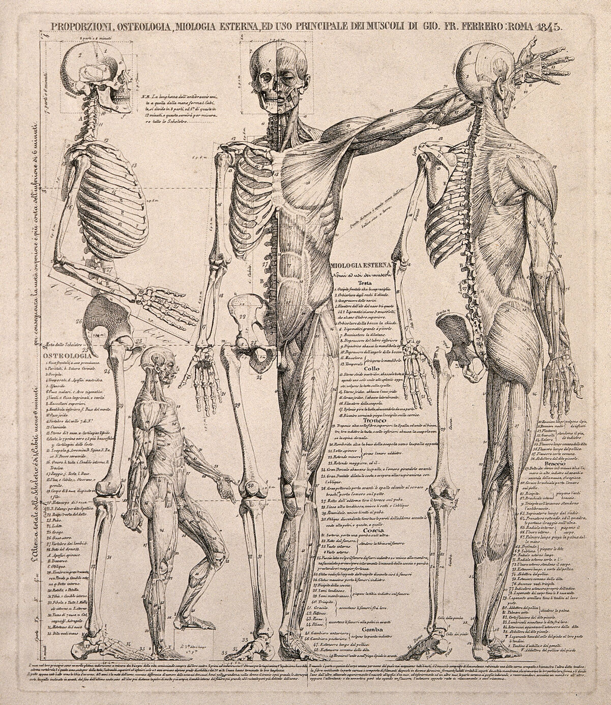 Skeletons and écorché figures in various positions, with proportions marked. Line engraving by G.F. Ferrero, 1845. — Unbekannter Künstler