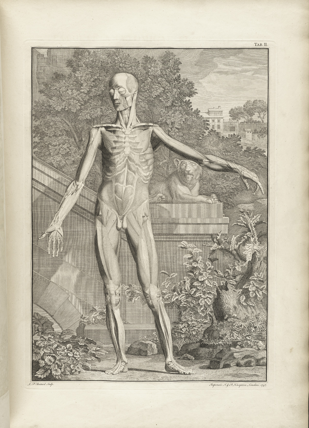 Albinus t02a — Bernhard Seigfried Albinus