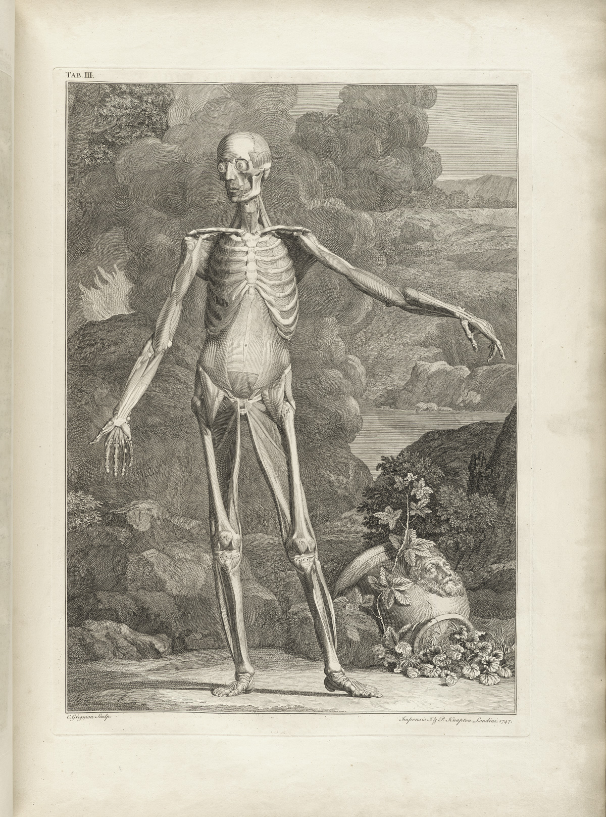 Albinus t03a — Bernhard Seigfried Albinus