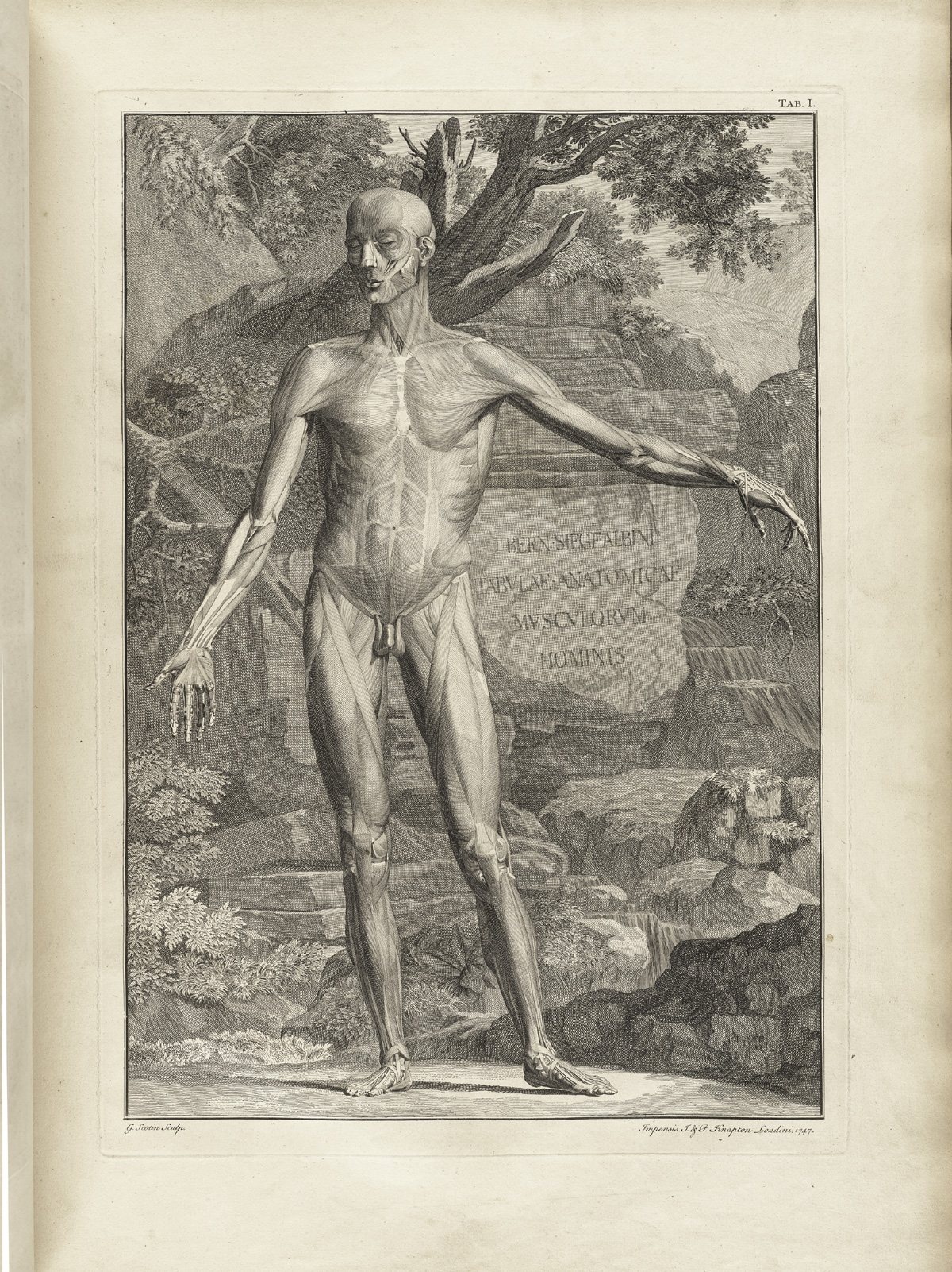 Albinus t01a — Bernhard Seigfried Albinus