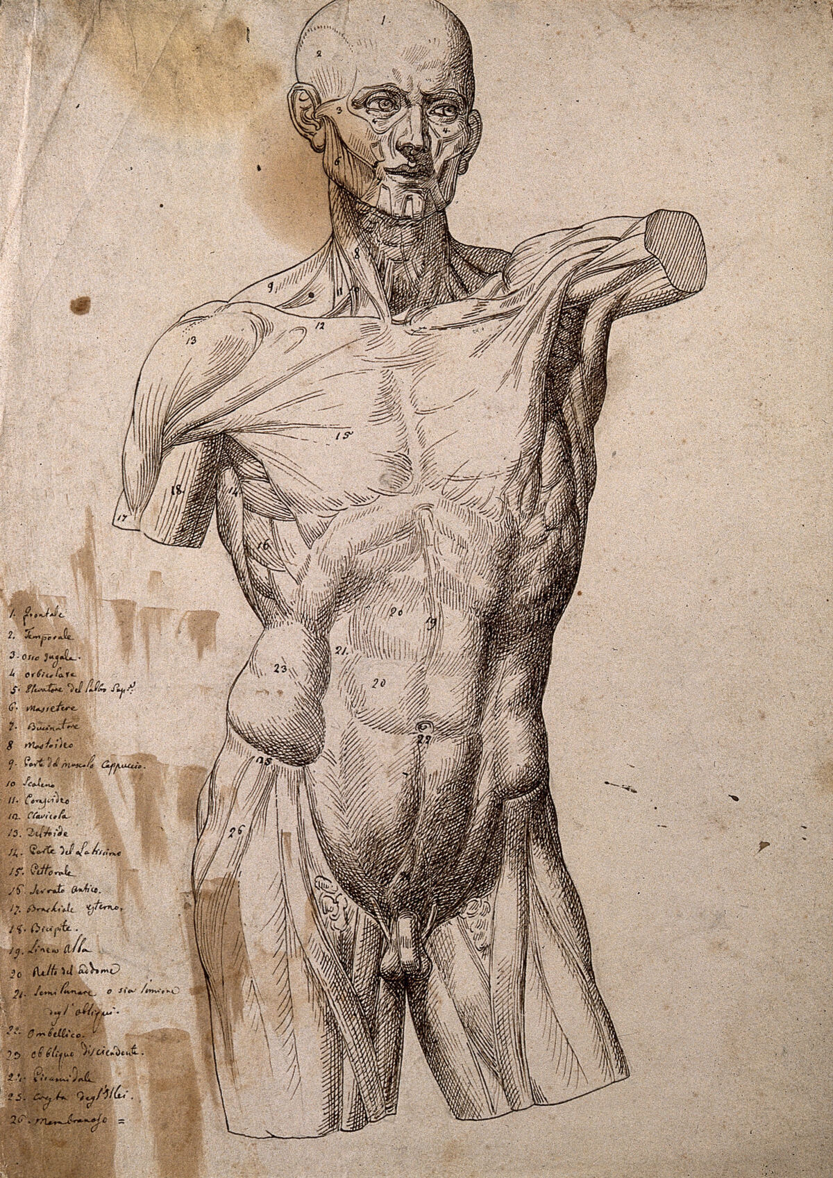 An écorché of a male torso and head, seen from the front. Pen and ink drawing. — Unbekannter Künstler