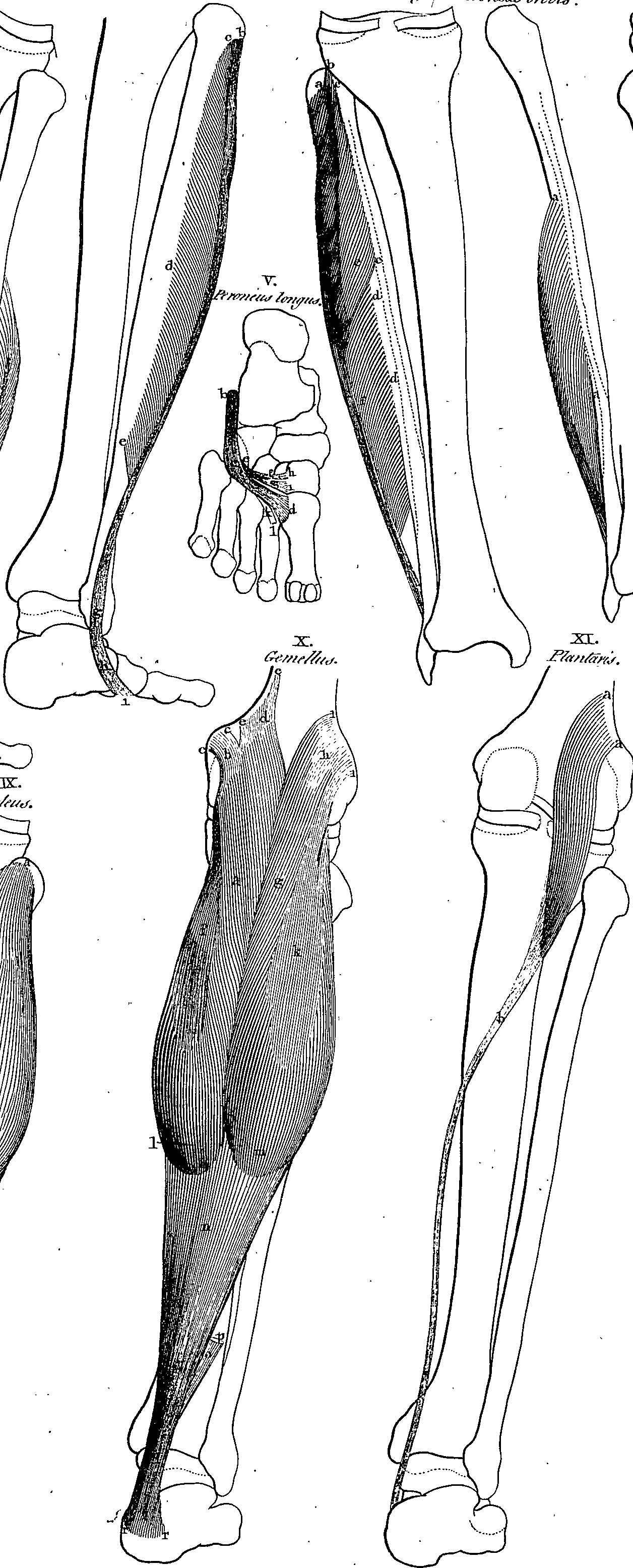 Tables of the skeleton and muscles of the human body, by Bernard Siegfried Albinus Fleuron T099015-52 — Albinus, Bernhard Siegfried