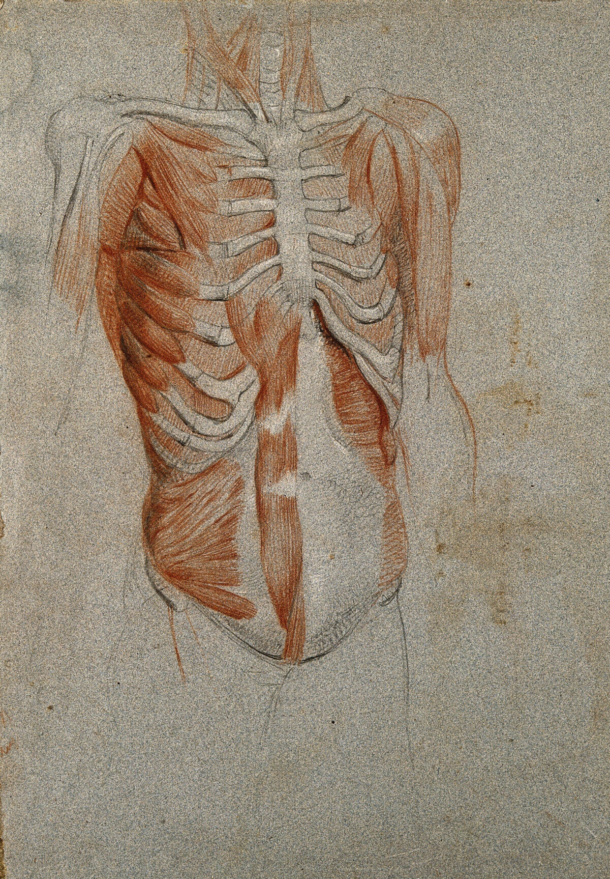 Écorché figure, showing the bones and muscles of the thorax. Black and red chalk drawing, by C. Landseer, ca. 1815. — Artista ignoto