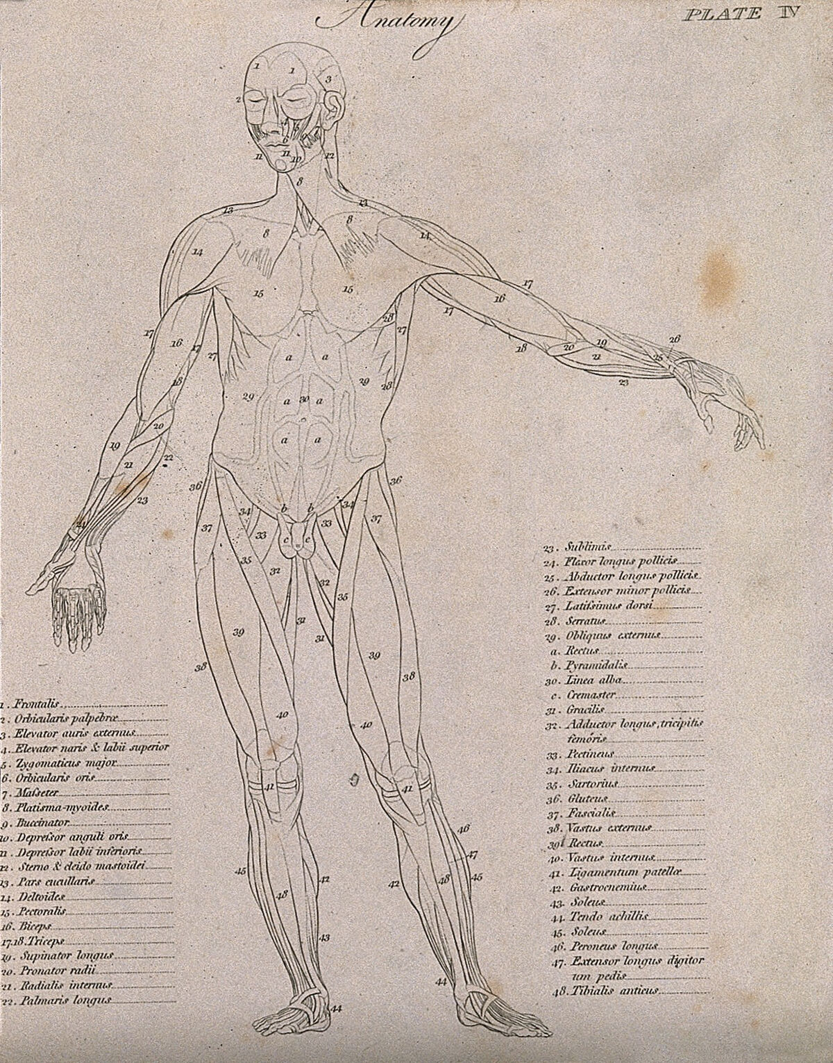 An écorché, seen from the front: diagram showing the outlines of the muscles. Line engraving by Campbell, 1816/1821. — Artista ignoto