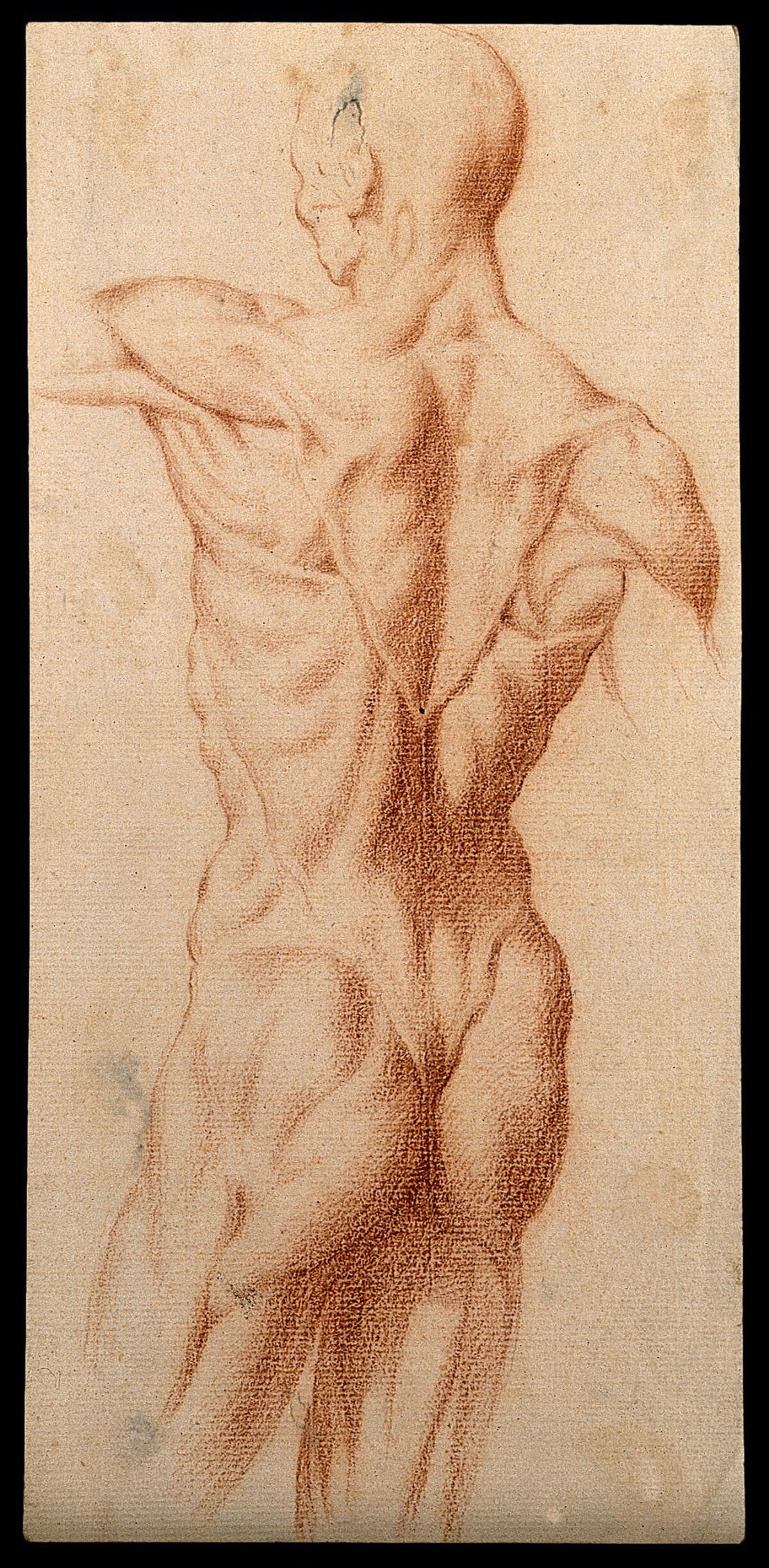 An écorché seen from the back. Red-chalk drawing, 17th century. — Unbekannter Künstler