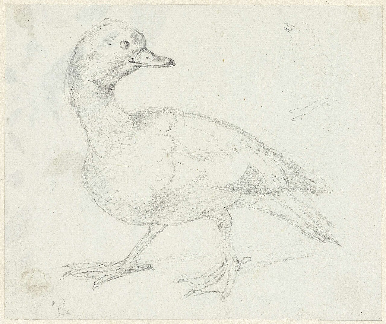 Studie van een eend en twee andere vogels — Aert Schouman
