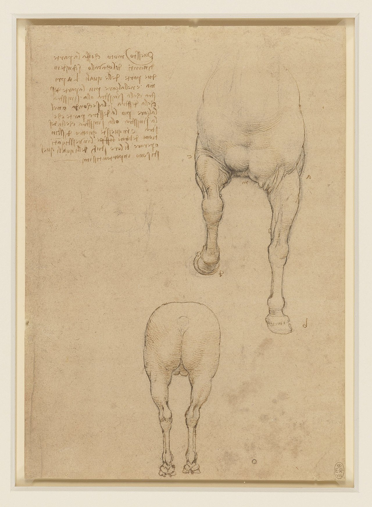 Leonardo da Vinci - RCIN 912303, Studies of a horse c.1517-18 — Leonardo da Vinci
