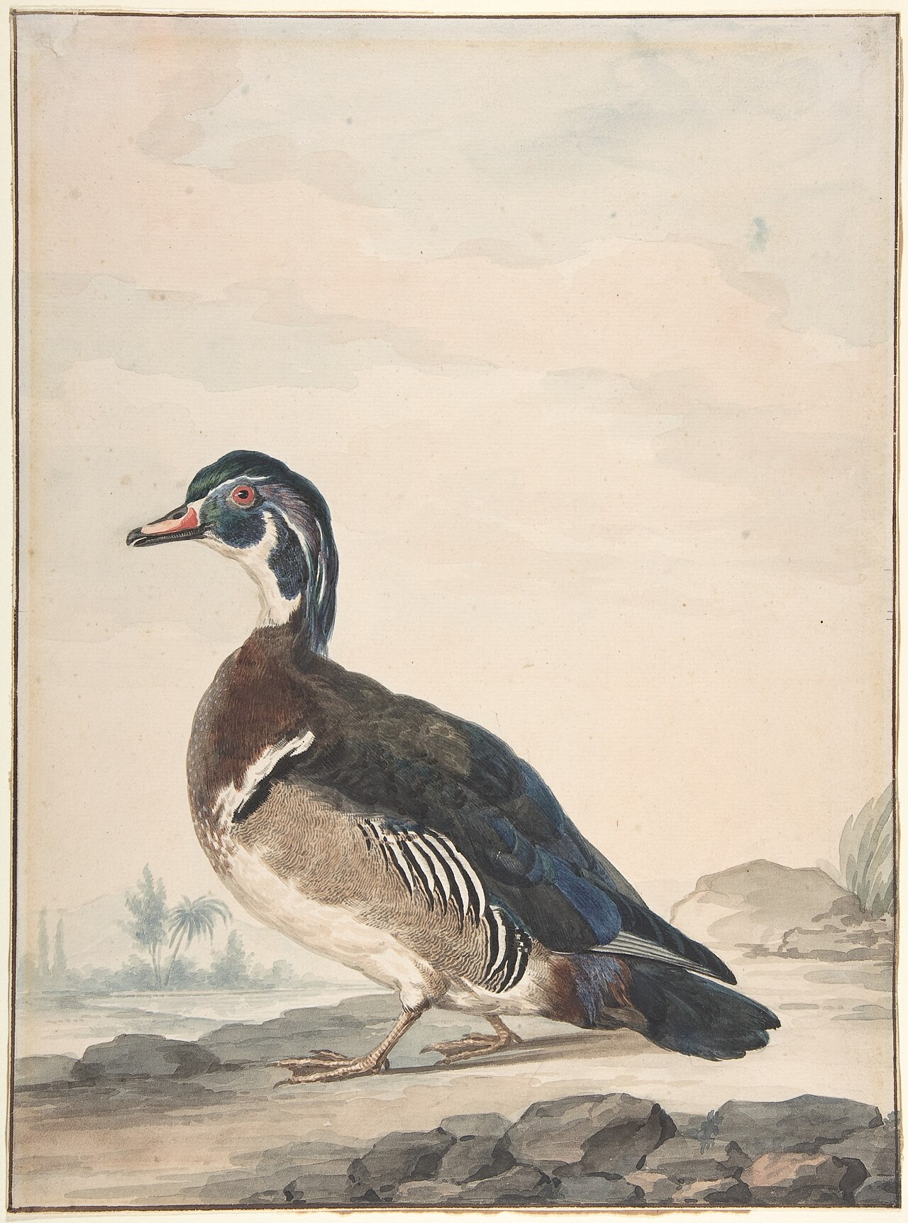 A Duck MET DP800684 — Aert Schouman