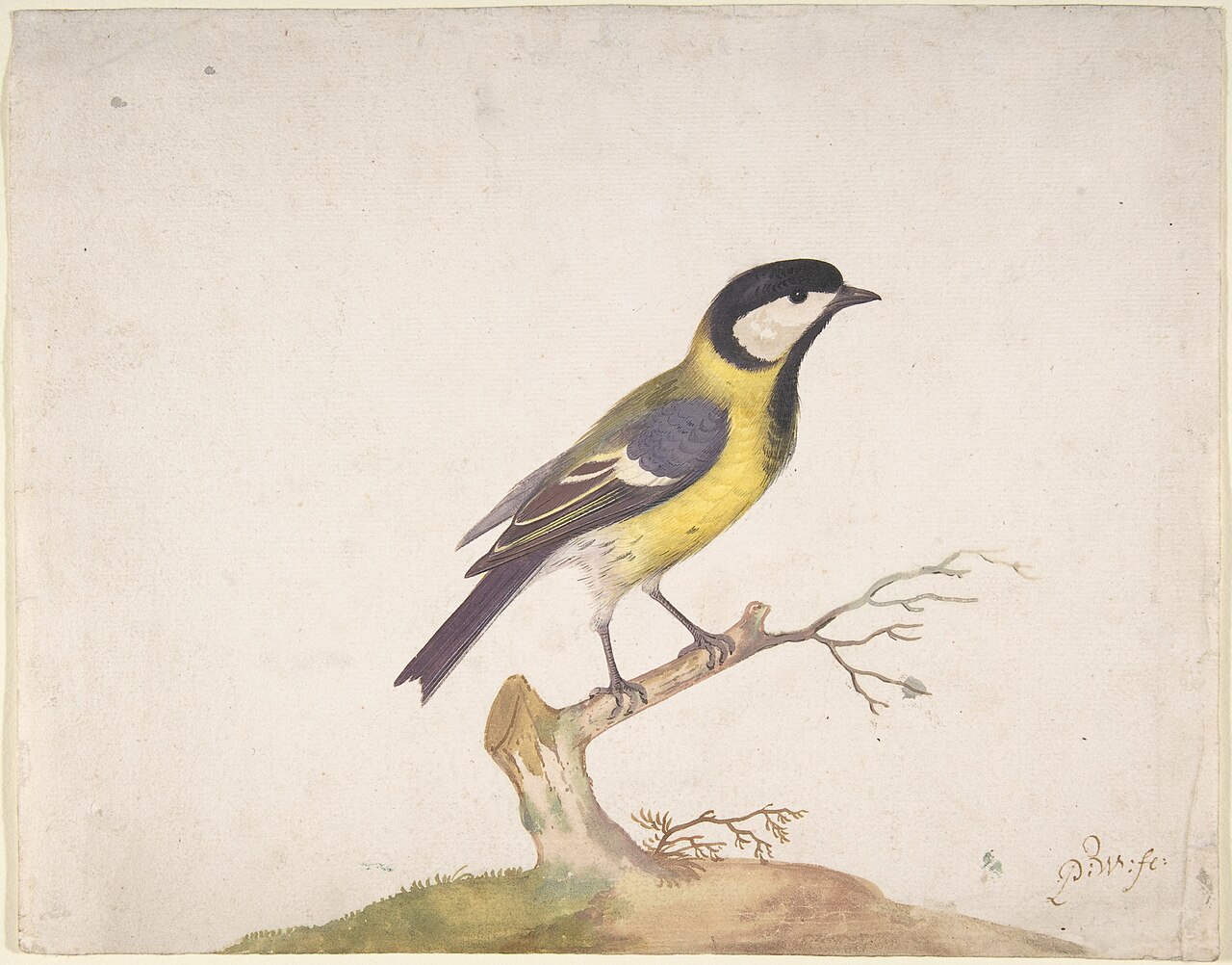 A Great Titmouse (Parus major) Perched on a Branch MET DP800042 — Pieter Withoos