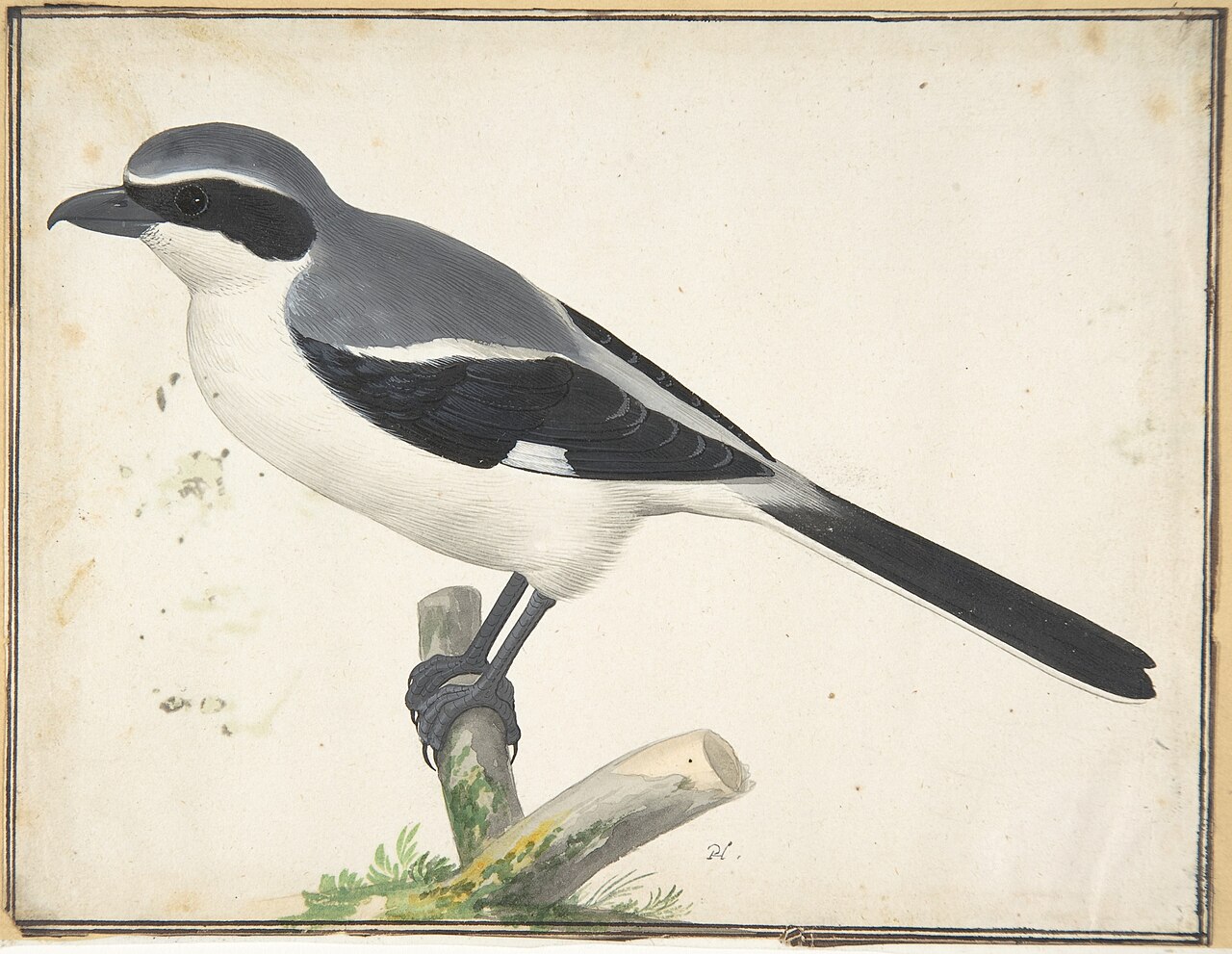 A Great Grey Shrike MET DP800426 — Creator:Pieter Holsteyn II