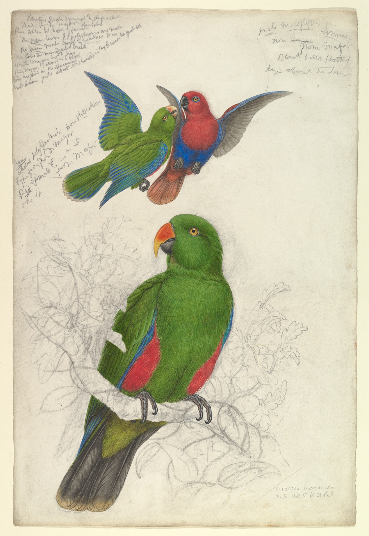Eclectus Roratus Polychloros MET DP821097 — Edward Lear