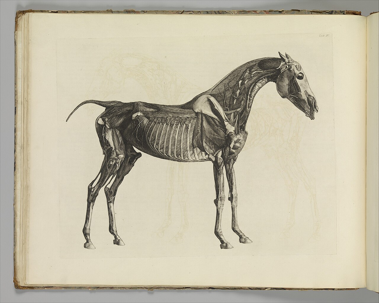 The Anatomy of the Horse, including a particular description of the bones, cartilages, muscles, fascias, ligaments, nerves, arteries, veins, and glands MET DP353985 — George Stubbs