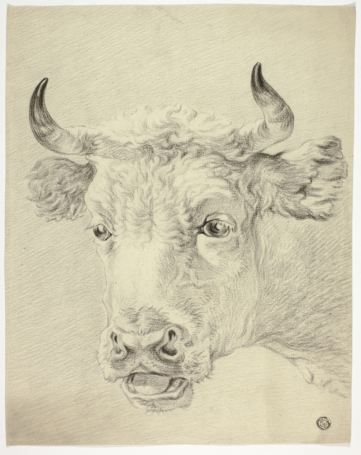 Head of Cow — Paulus Potter