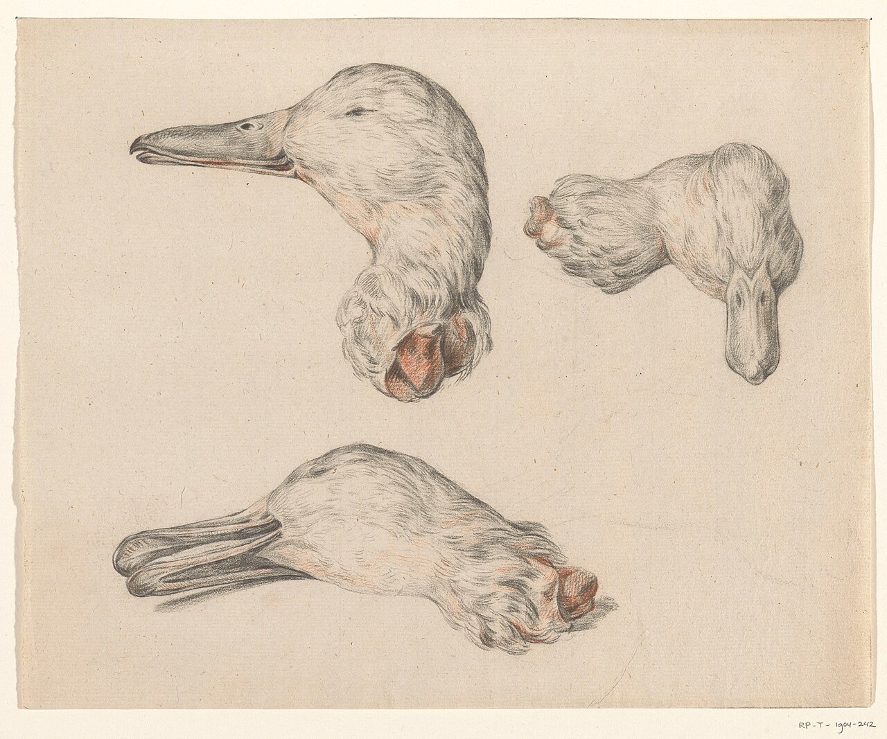 Afgehakte kop van een eend, RP-T-1904-242 — Artiste inconnu