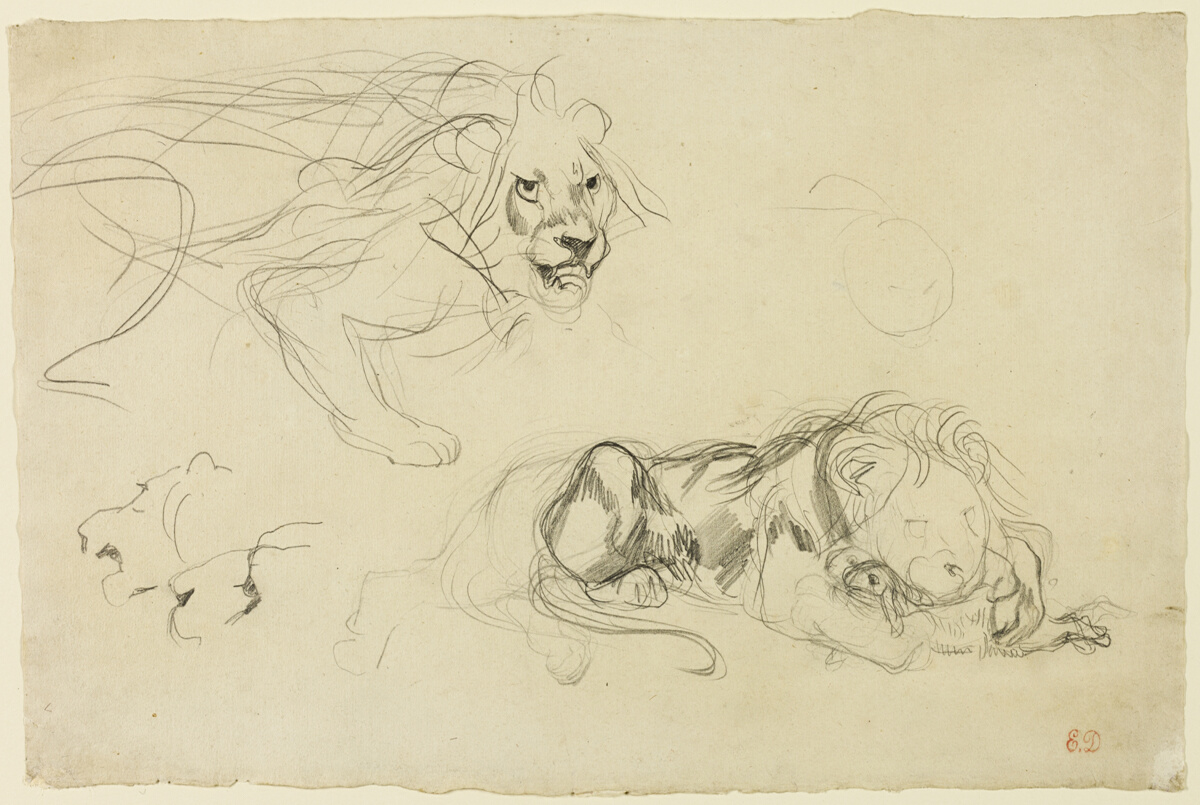 Studies of Lions — Eugène Delacroix