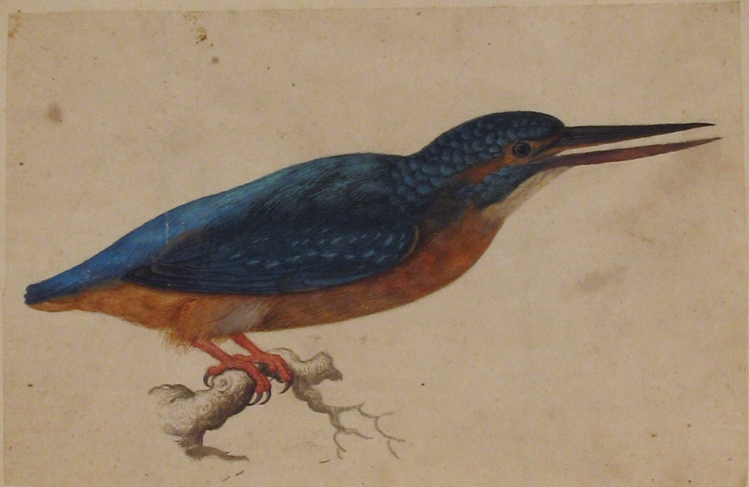 A Kingfisher on a Branch MET 2004.77 — Jacques le Moyne