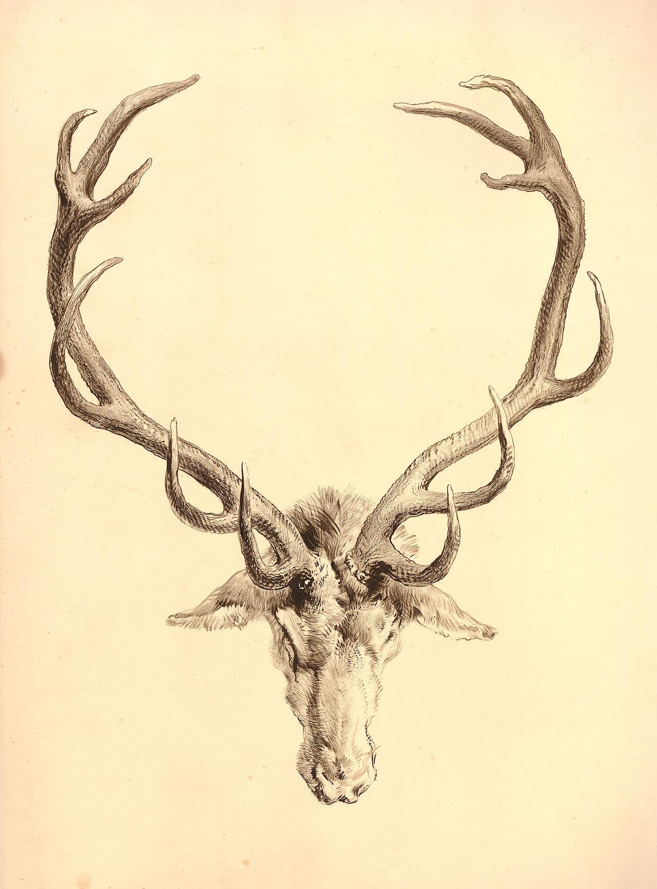 A Stag's Horns (BM 1870,0514.1639) — After: Edwin Landseer Print made by: Charles Haghe Published by: Sir F
