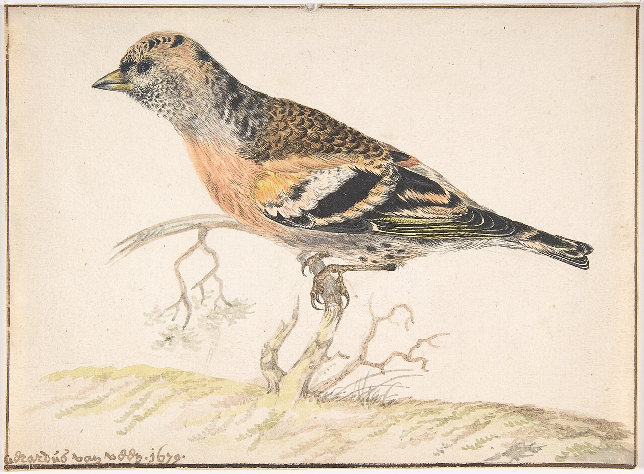 Bramling (Fringilla Montifringilla) MET DP800704 — Creator:Gerardus van Veen