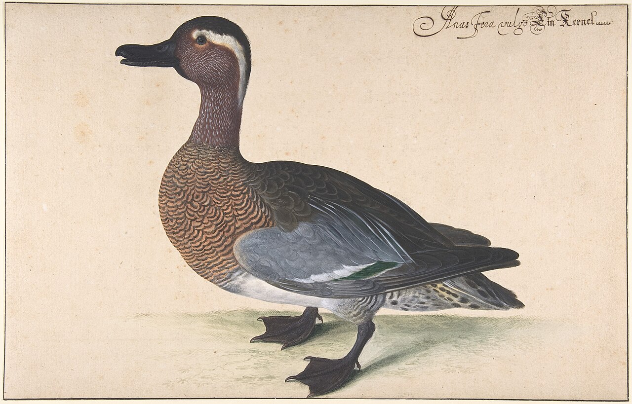 A Male Teal MET DP803420 — Johann Jakob Walter