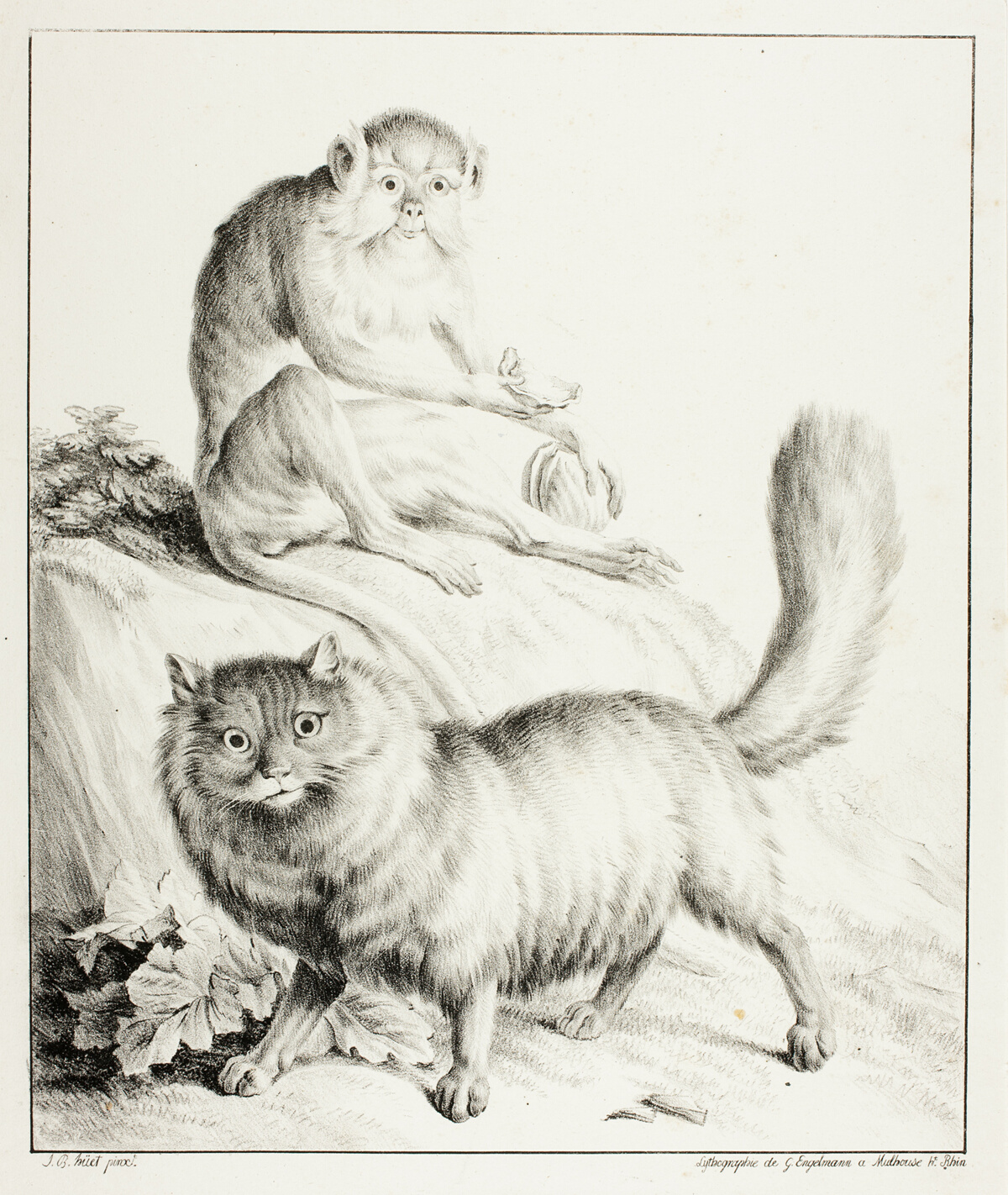 Cat and Monkey — Gottfried Engelmann