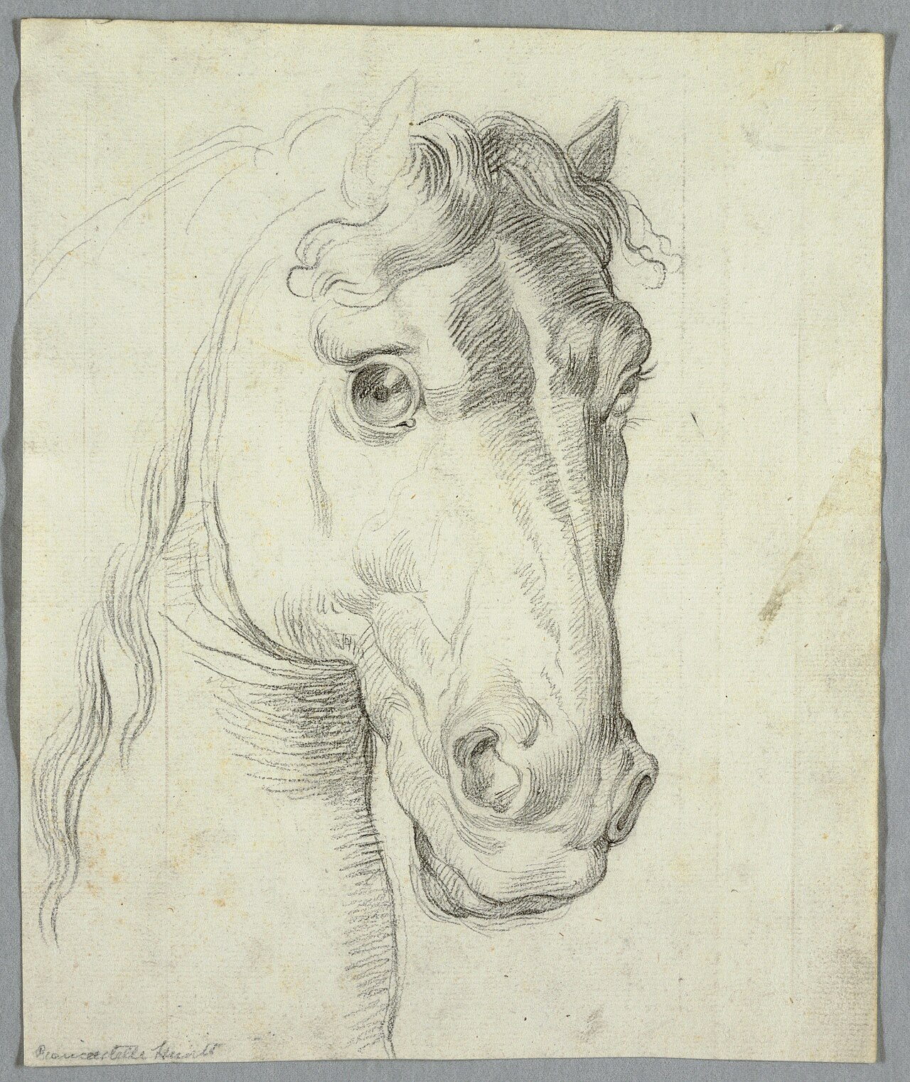 Drawing, Study of a Horse, 1810–1820 (CH 18126603) — Artista ignoto