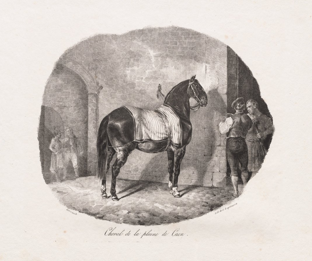 Lithographed Studies of Horses: Pl. 7, Horse from the Caen Plain  — Théodore Géricault