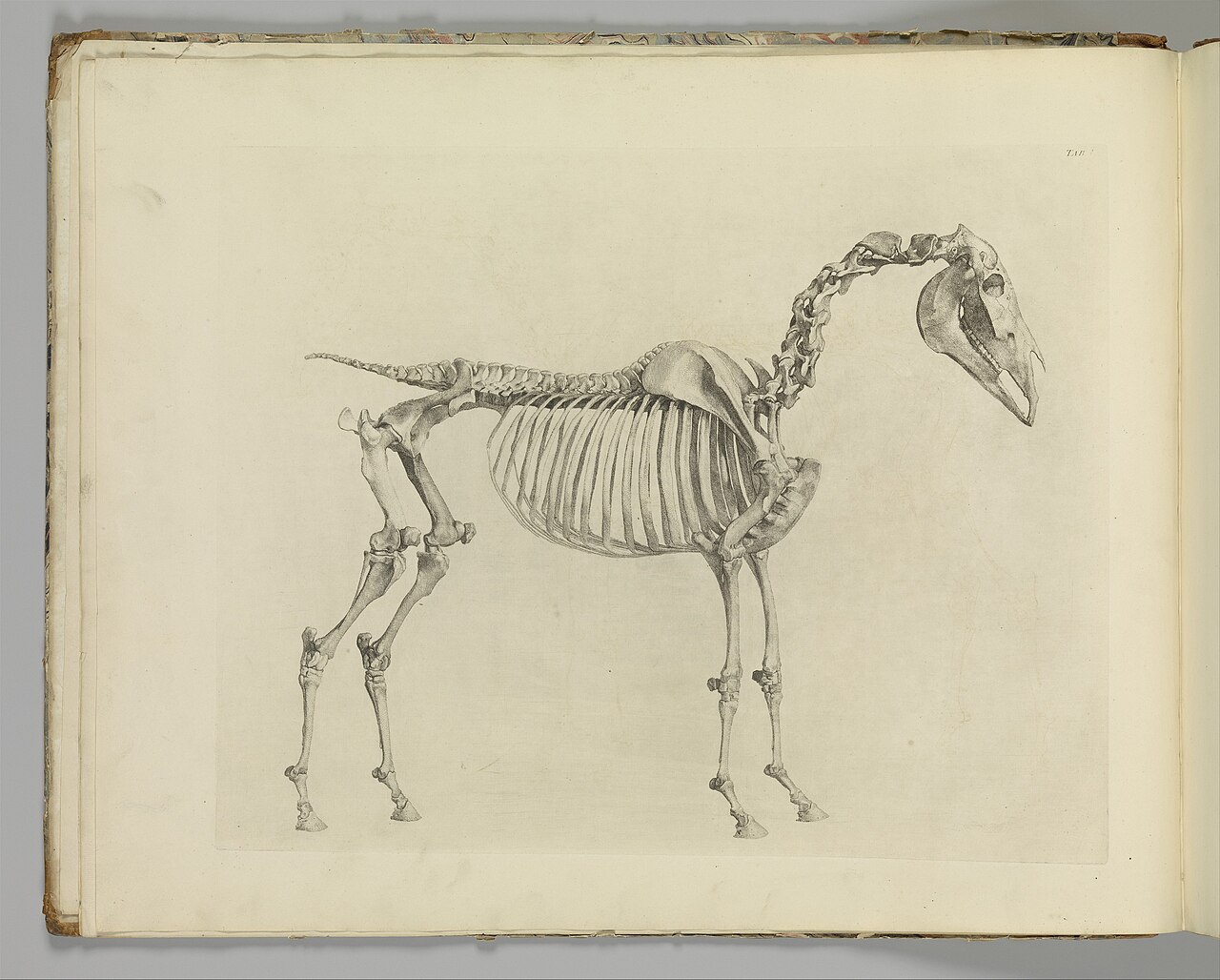 The Anatomy of the Horse, including a particular description of the bones, cartilages, muscles, fascias, ligaments, nerves, arteries, veins, and glands MET DP353983 — George Stubbs
