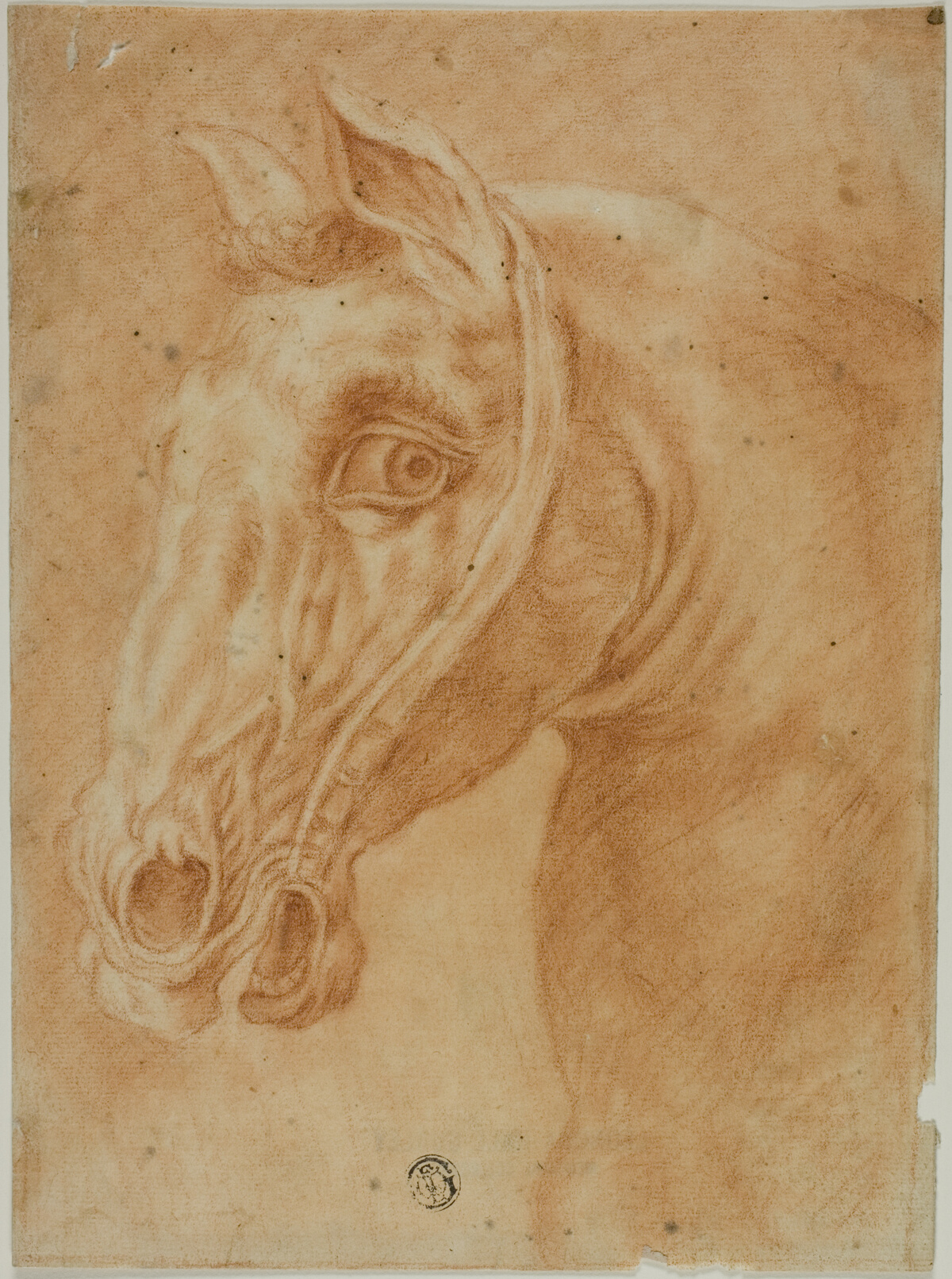 Head of a Horse — Style of Charles Parrocel