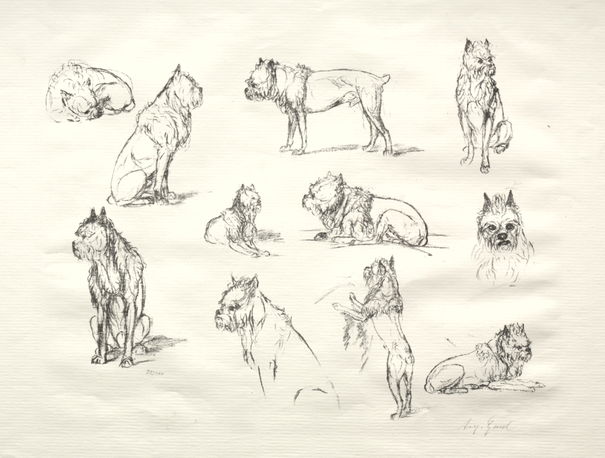 Study of Dogs — August Gaul